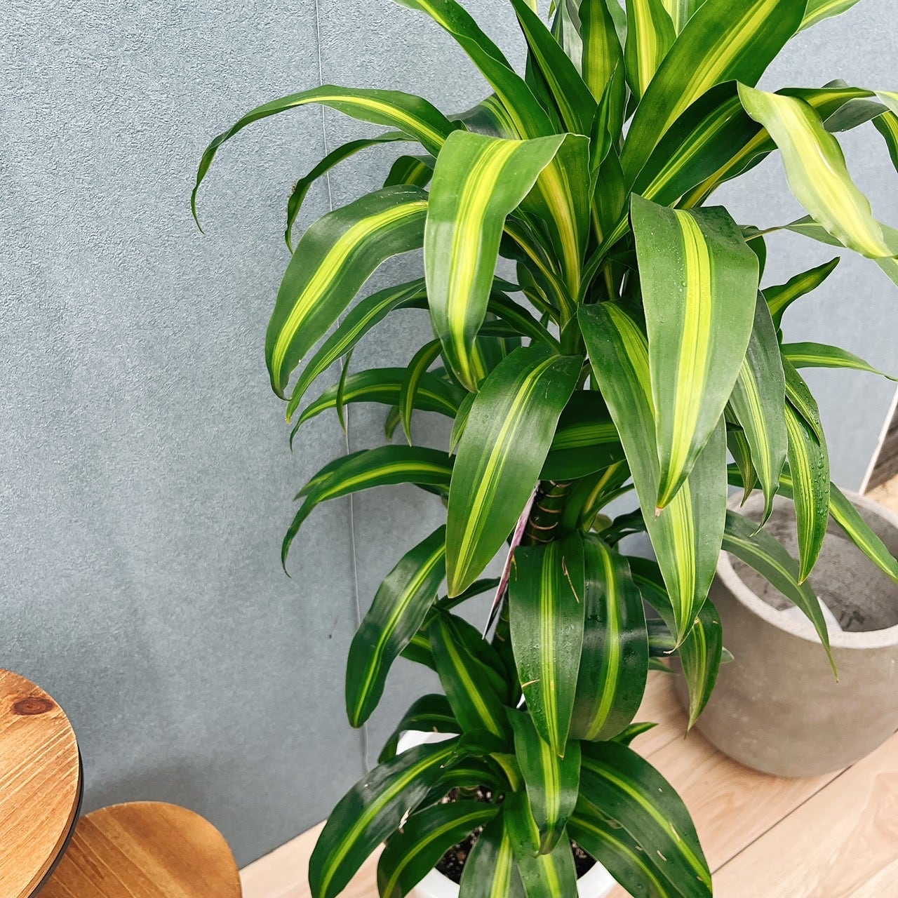 現品］【希少】10番 ドラセナ ハワイアンサンシャイン 8号 観葉植物