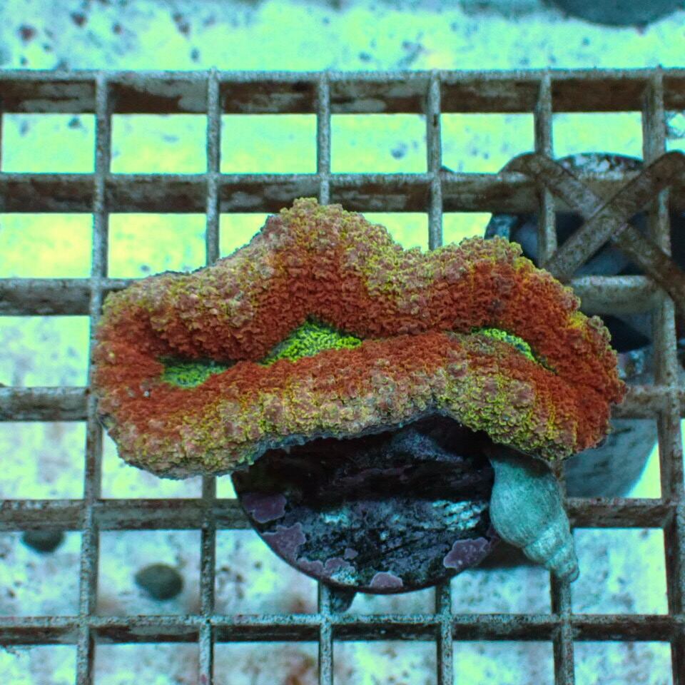 ハナガタサンゴ | HOUSE REEF(ハウスリーフ)サンゴ・海水魚・海藻