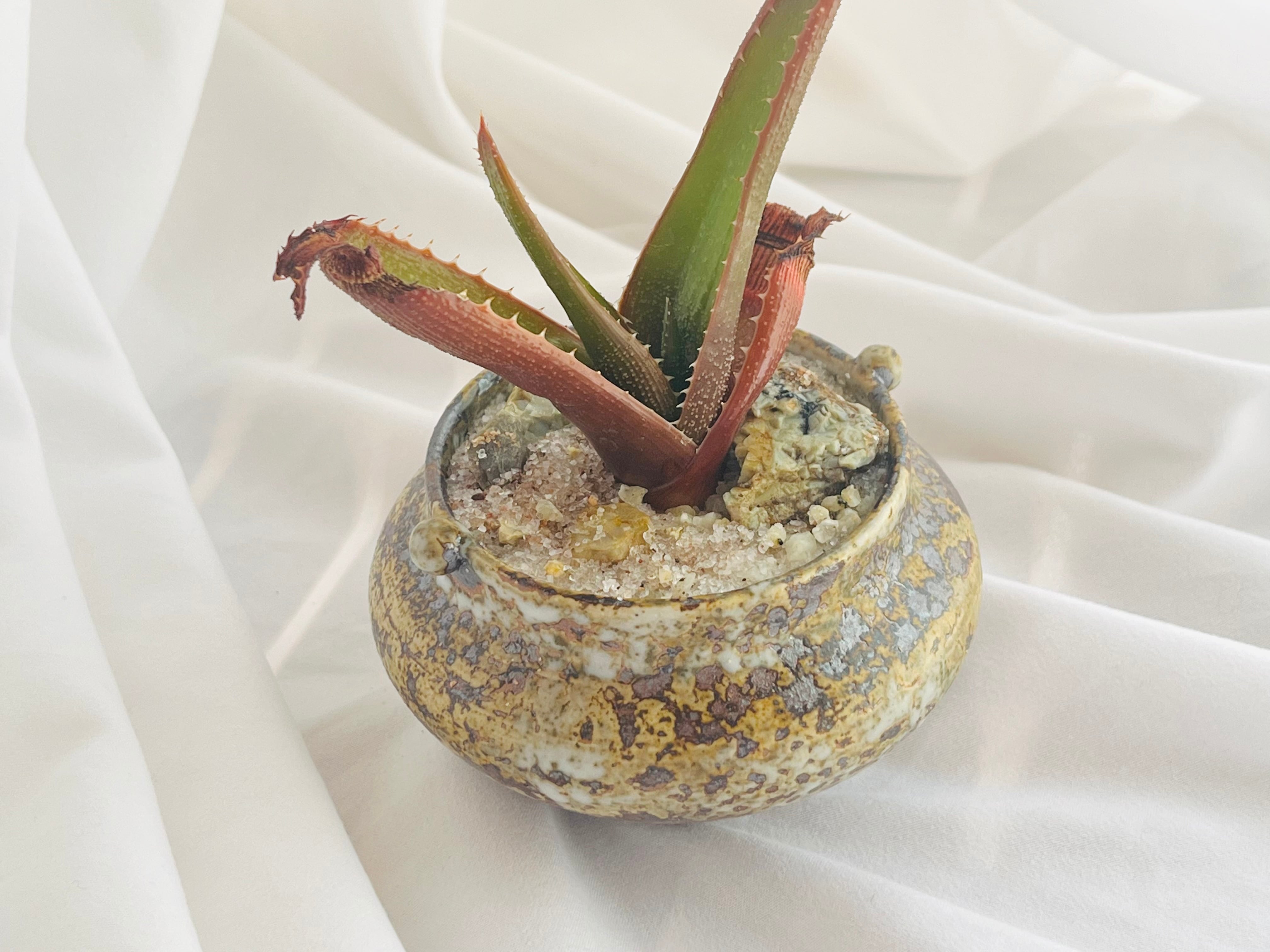 Aloe thorncroftii アロエ ソーンクロフティ 多肉植物 | plants MARU