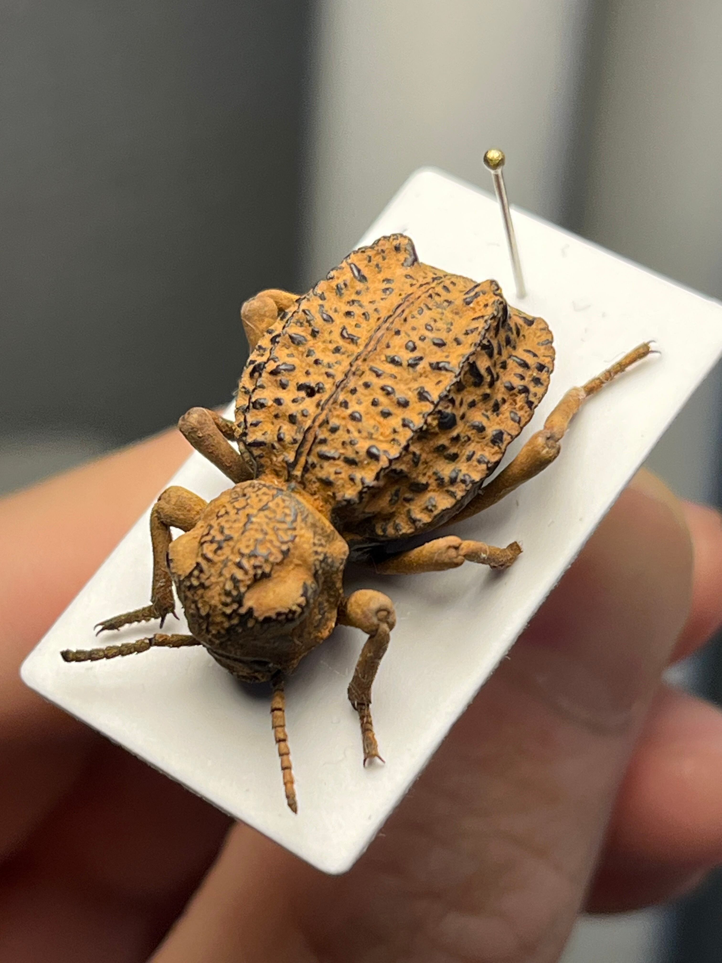 ナンベイオオタガメ 標本 昆虫標本 ナンベイオオタガメ 102mm(頭部〜羽先) 昆虫標本 タガメ 水生昆虫 標本