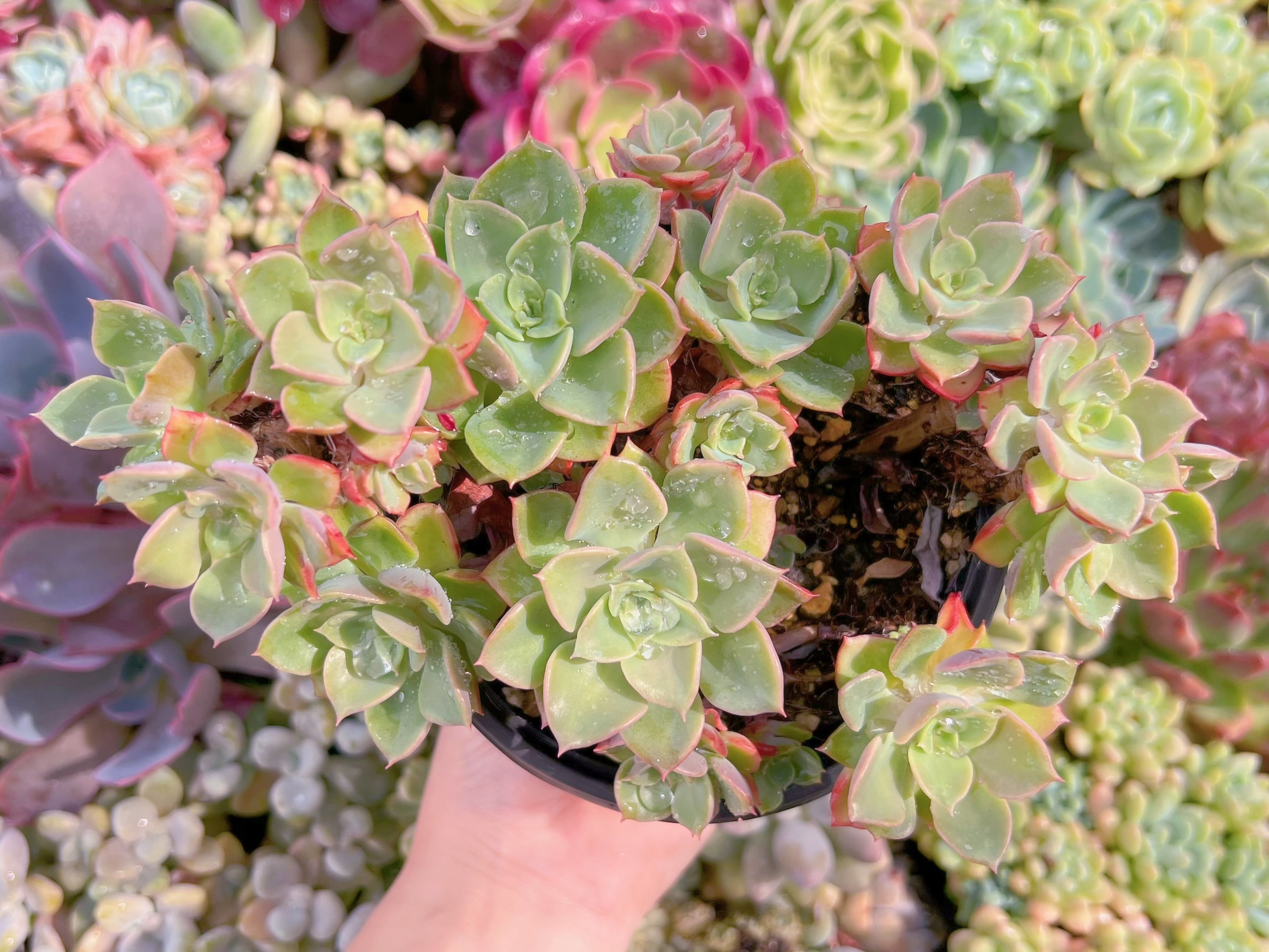 現品　ノーブル#071　古株　るる農園