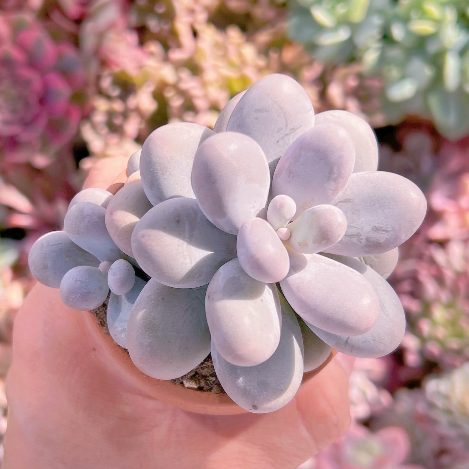 多肉植物　エミリー　新入荷