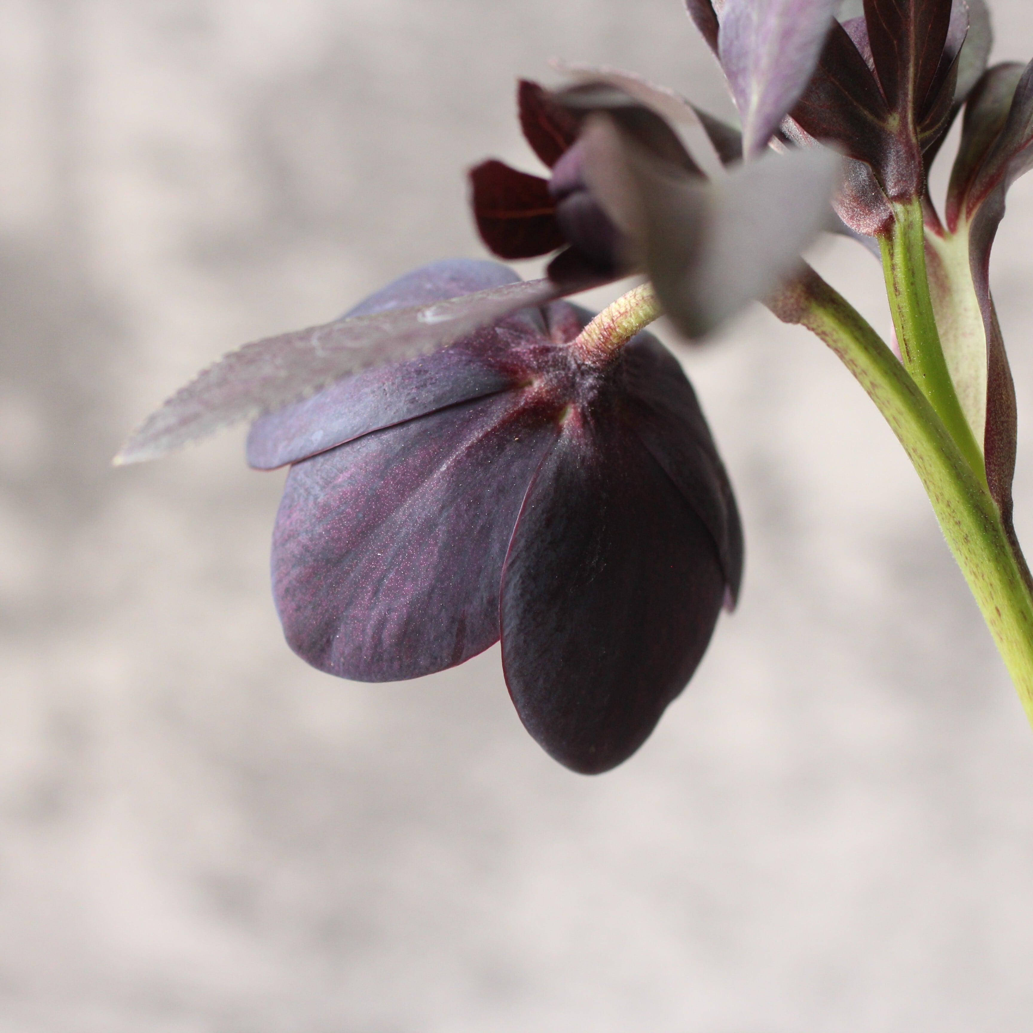 WS26-125 クリスマスローズ ウィンターシンフォニー 小輪系メタル