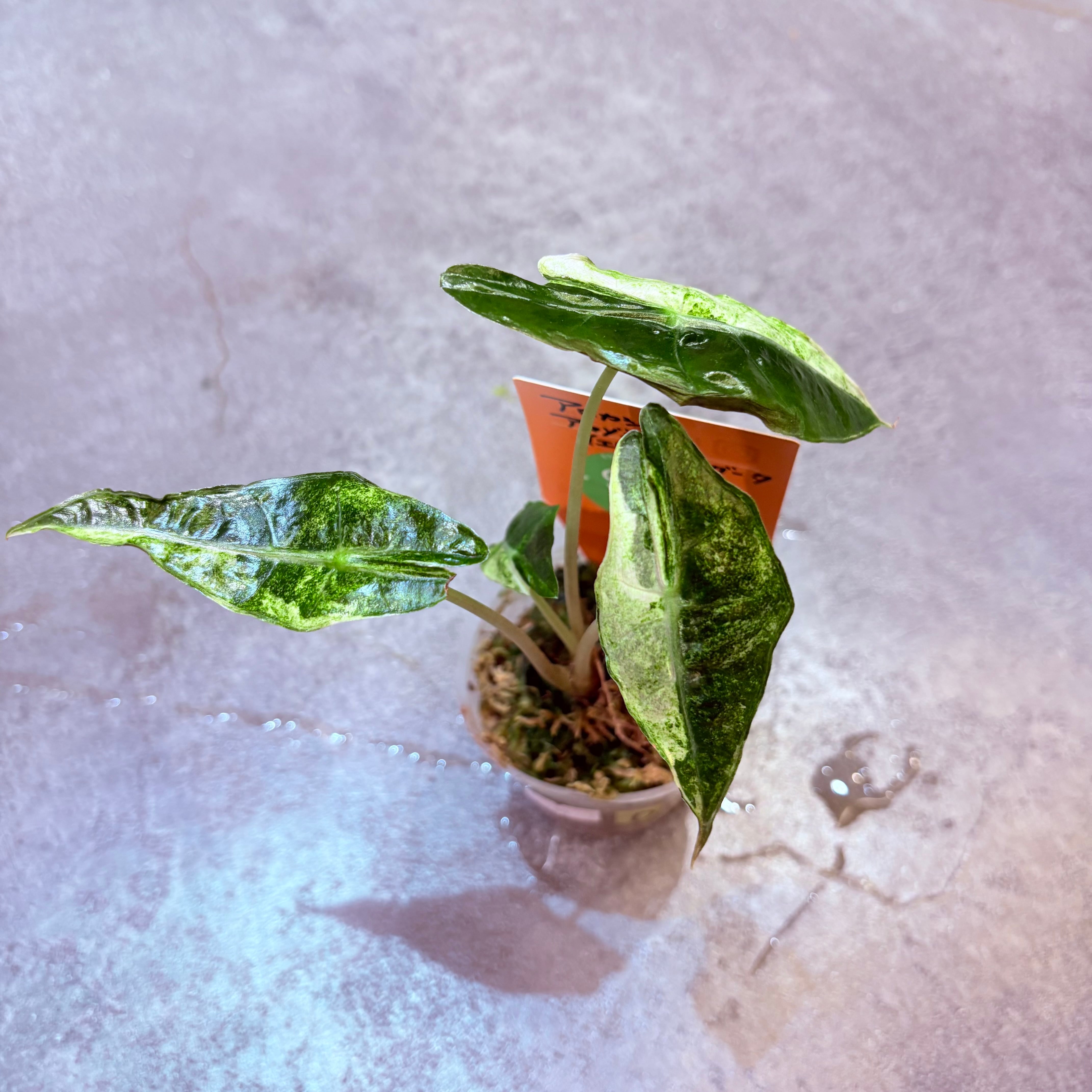 アロカシア アマゾニカ イエローバリエガータ 2.5号【D】 | Green