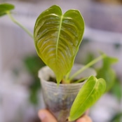 アンスリウム・ベイチー / Anthurium Veitchii / 観葉植物⑮