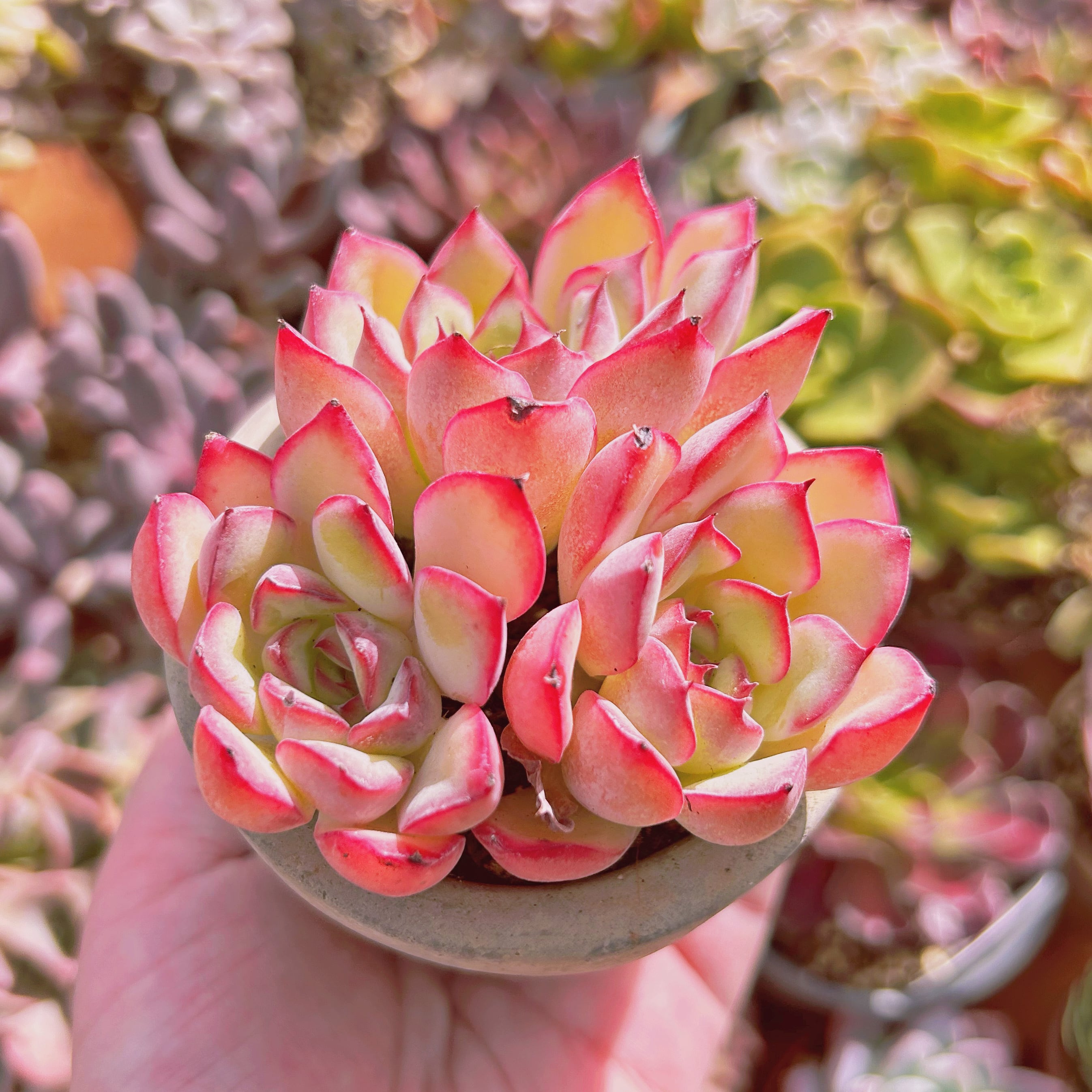 多肉植物 エケベリア くまのすけさん苗 命名種 さくらくま 多肉植物 エケベリア くまのすけさん苗 命名種 さくらくま F3438 新