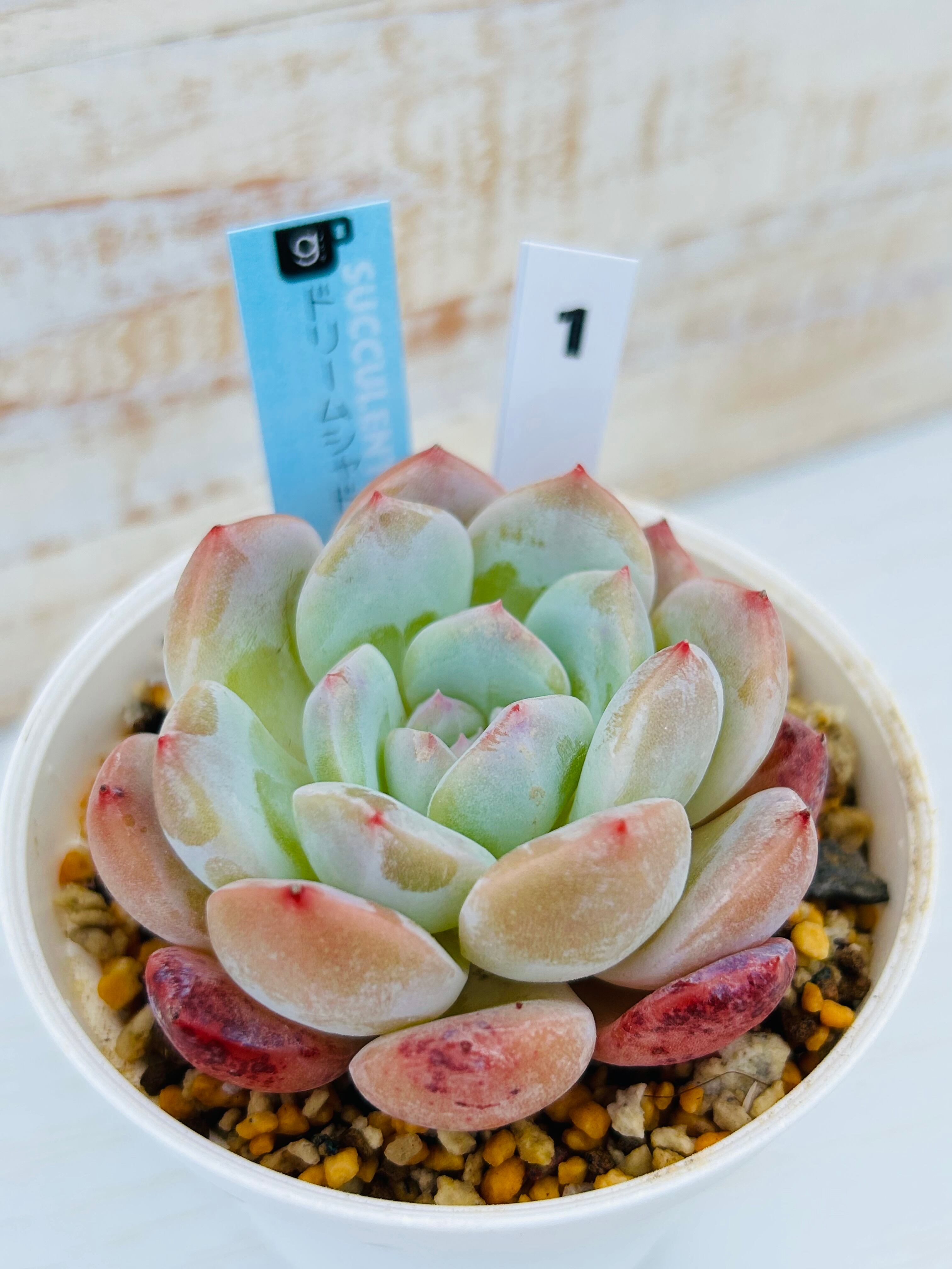 ルノーディーン多肉植物 エケベリア カット苗 微発根のもあり