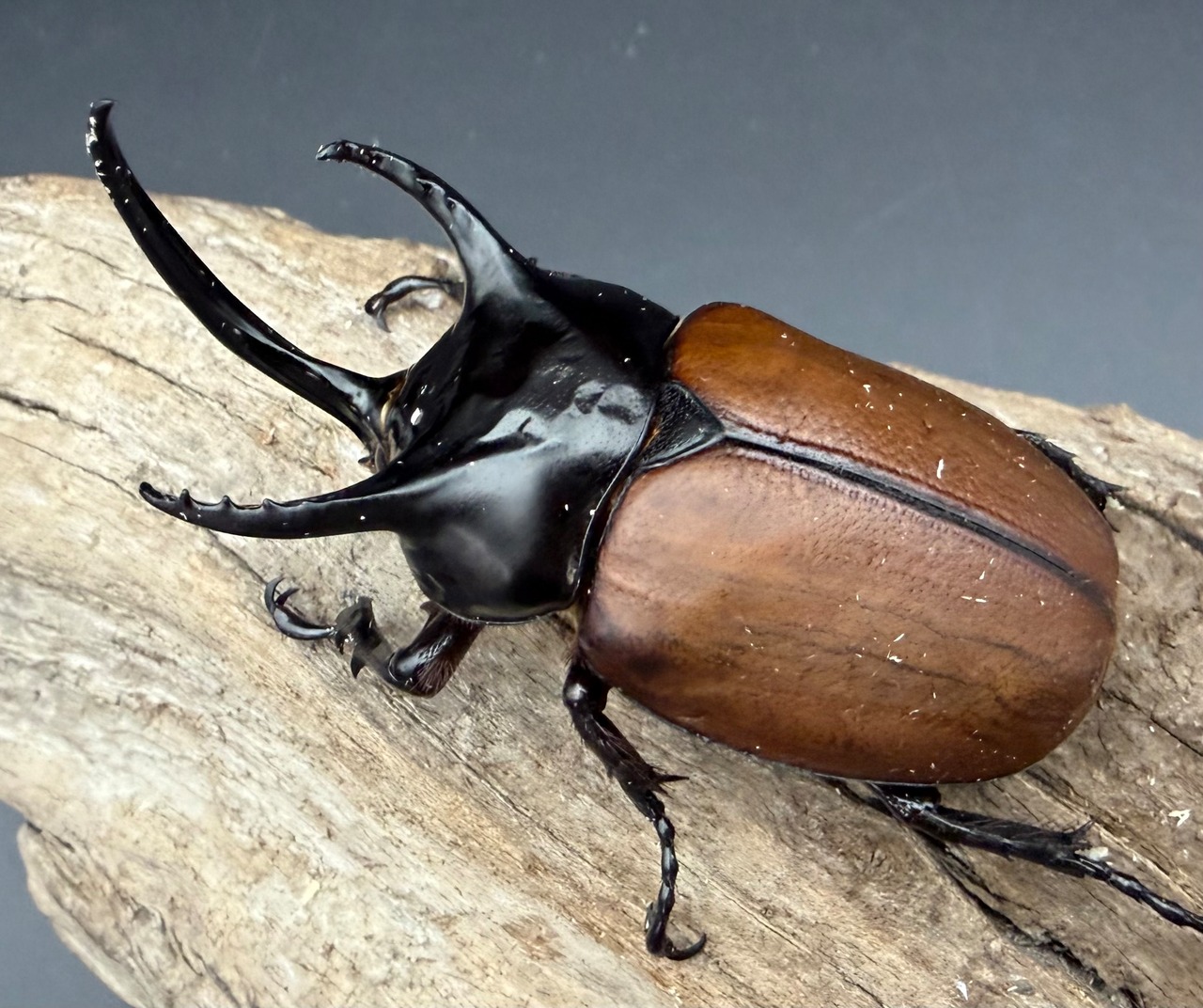 【WD】《サンボンヅノカブト 77mm ペア》