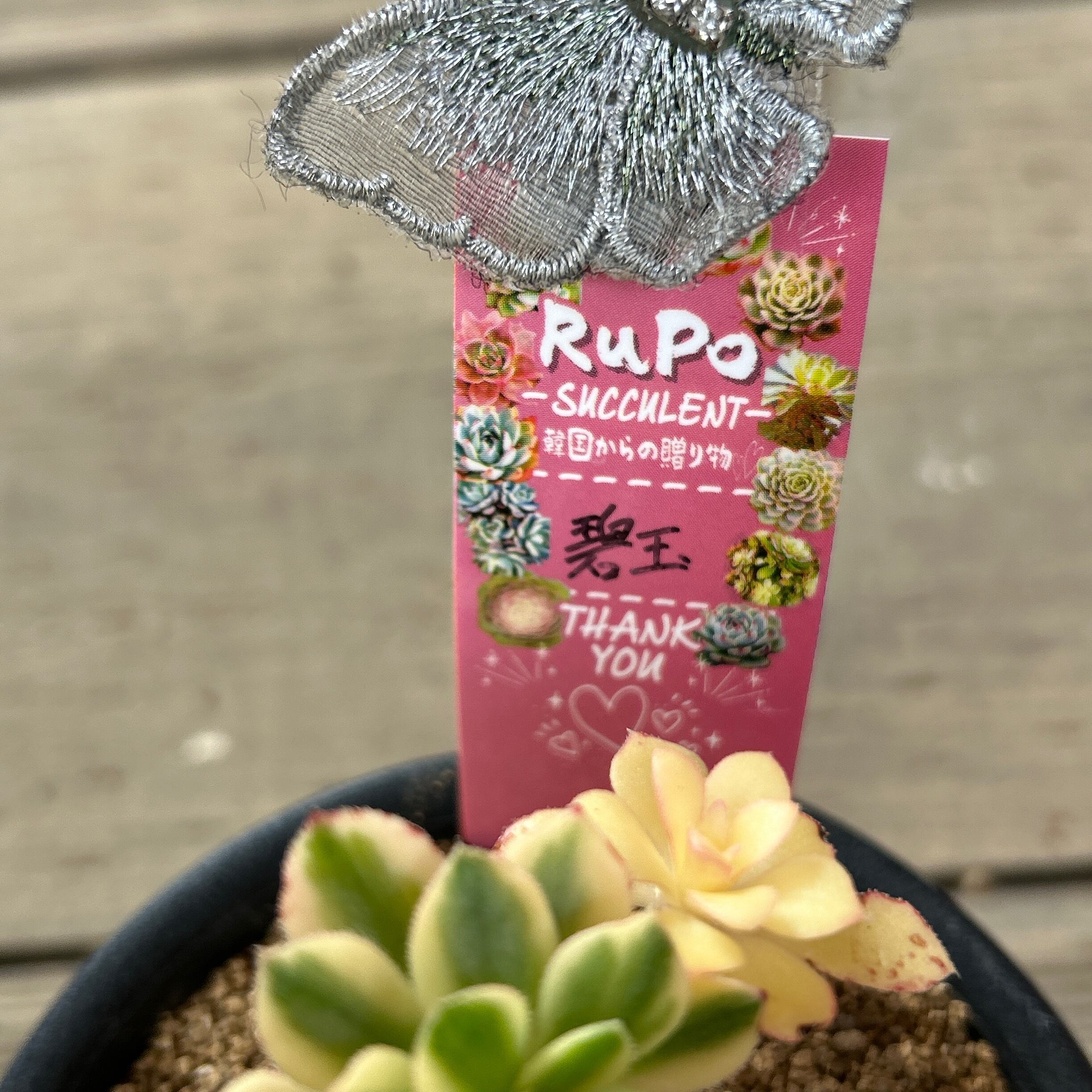 碧玉(アエオニウム) 韓国苗 | RuPo 多肉植物専門店