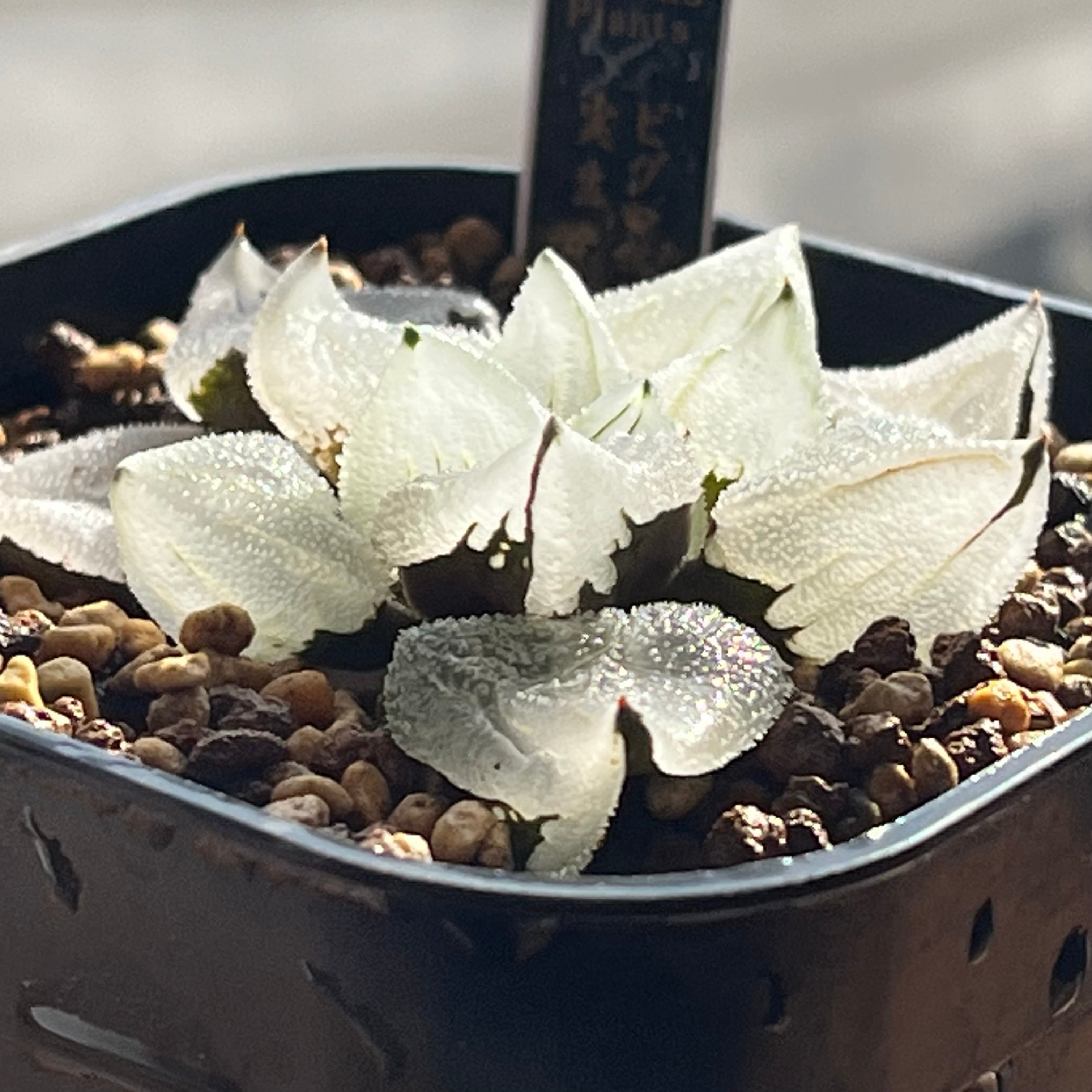 ハオルチア ピグマエアミュータント実生 特異株 | mocono_plants