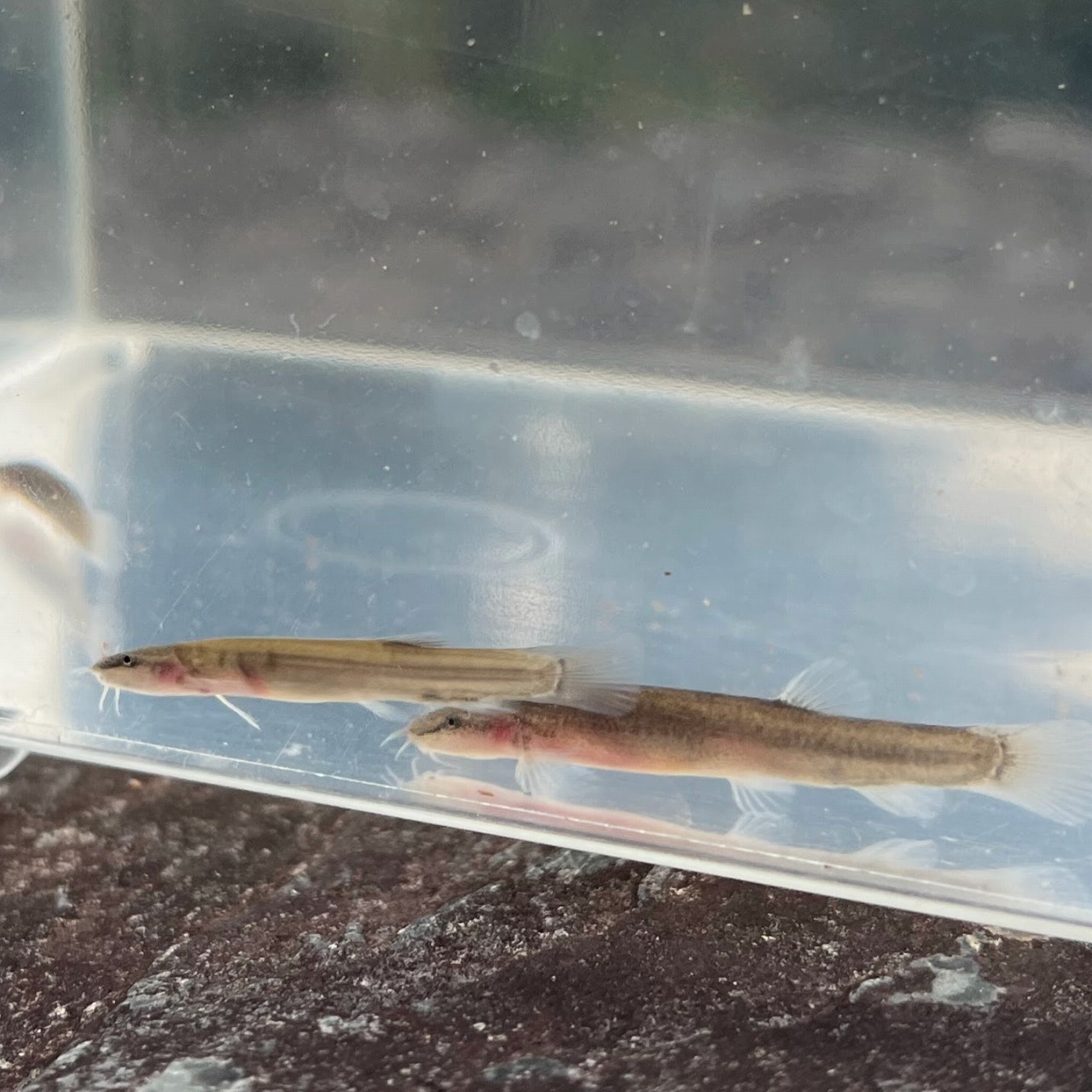 ※セット販売※（淡水魚）小さめ　ナガレホトケドジョウ　2～4ｃｍ±（3匹）【生体】