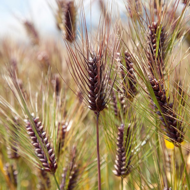 玄米9kg・もち麦1600g セット
