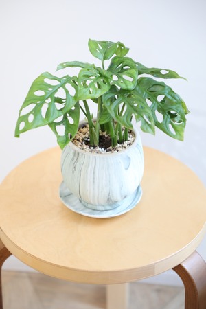 【S】マドカズラ/Monstera adansonii