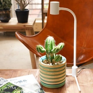 ライブ配信限定：【yew-7w】（ユー）ホワイト植物育成LED テラリウム