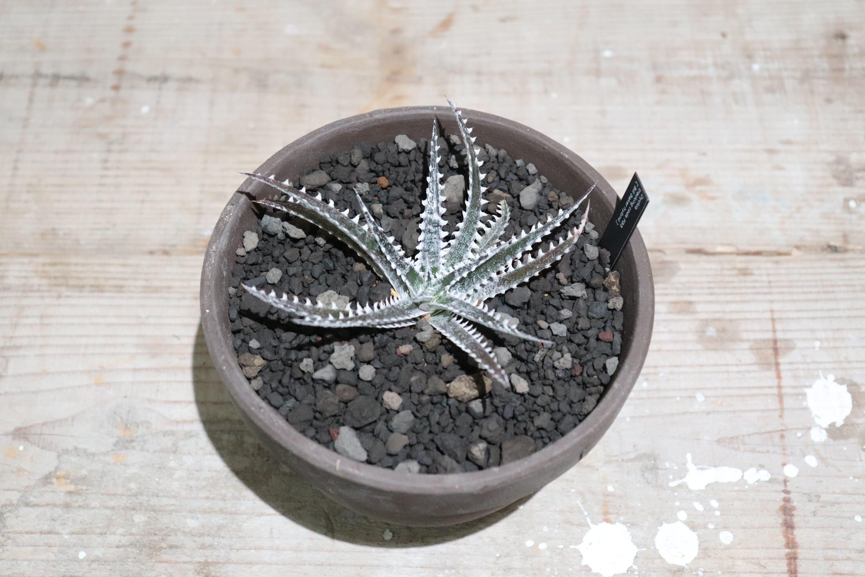 DBディッキア Dyckia Bill Baker hybrid #125 ⑶ ディッキア・ビルベイカー：Dyckia 'Bill Baker' | Dyckia Maniax