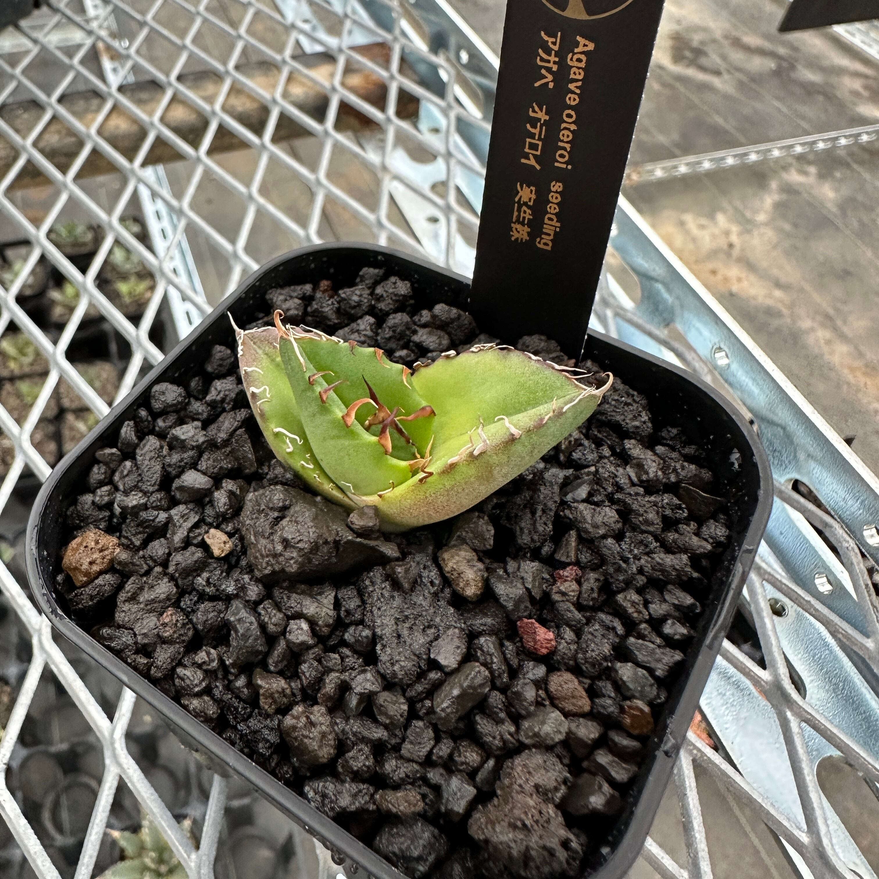 素晴らしい品質 Agave oteroi Seedling アガベ オテロイ 実生