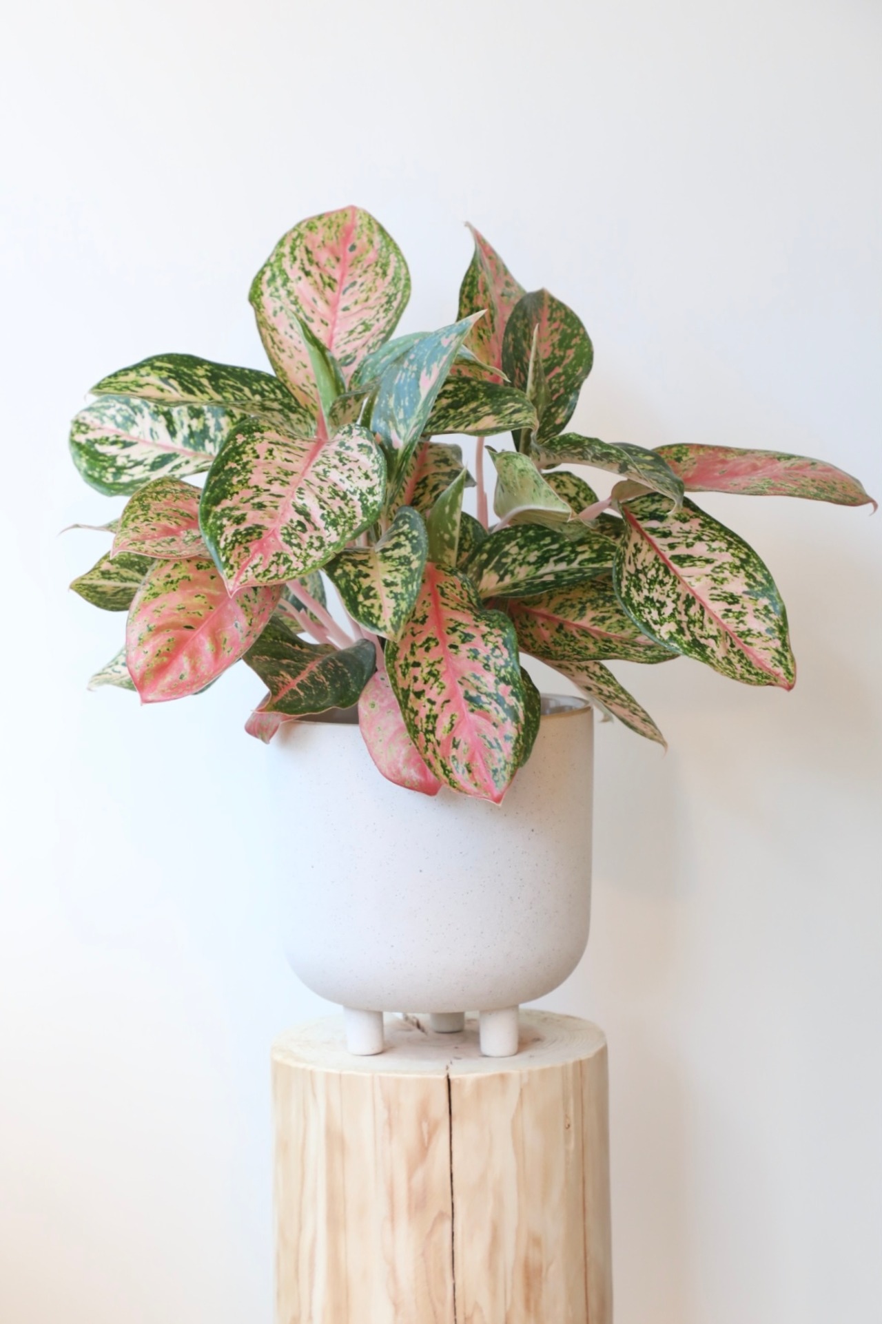 アグラオネマ ピンクモザイク/Aglaonema Pink Mosaic ※陶器鉢付き