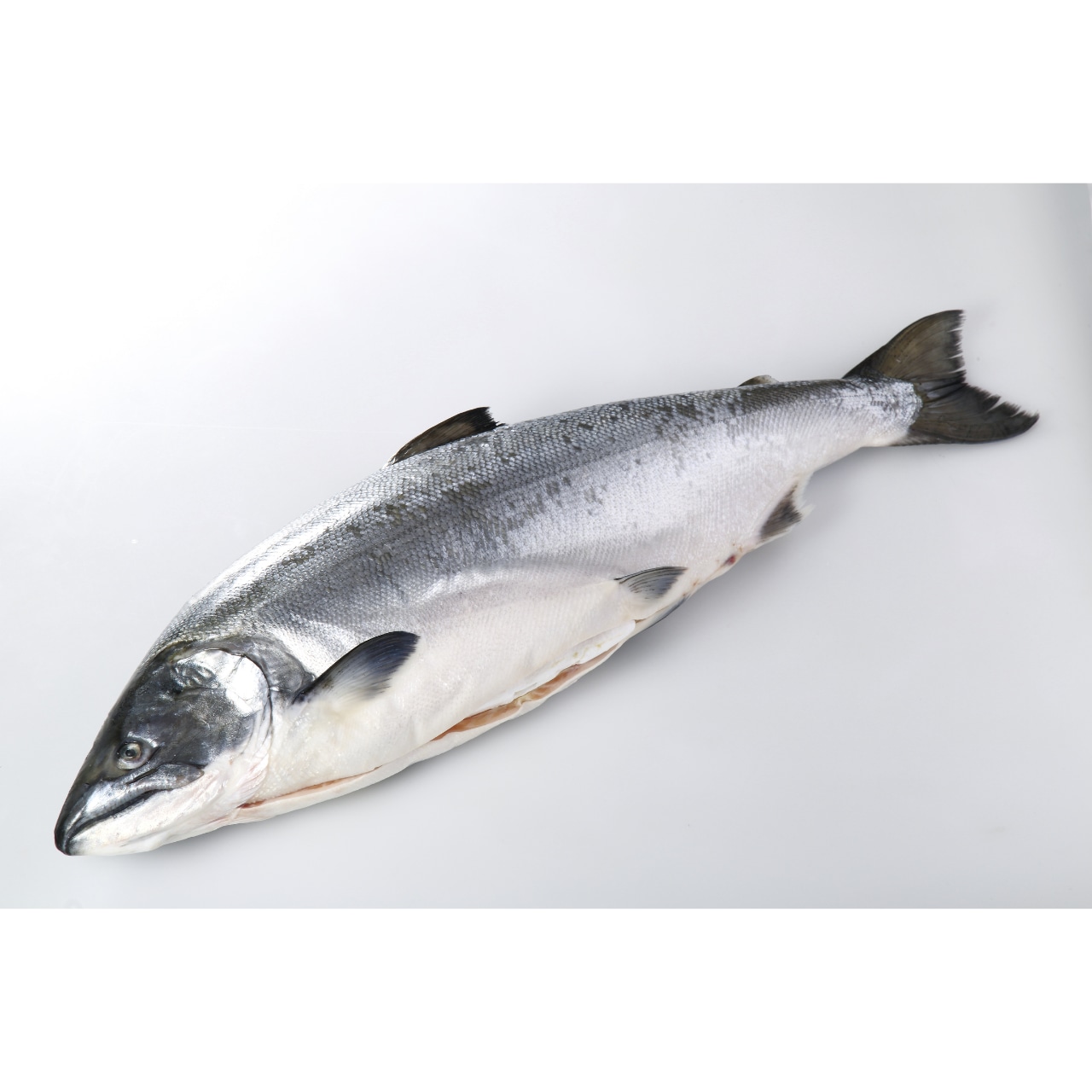 北海道産 天然サクラマスセミドレス 2.0~2.3kg/1尾