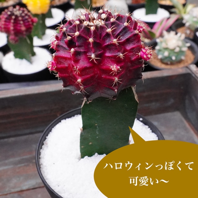 【ブラックピンク／緋牡丹 3】ヒボタン　ギムノカリキウム　ミハノビッチ　サボテン