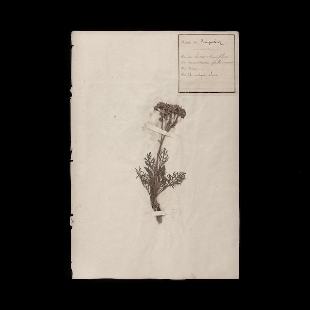 植物の標本 24, 欧州, 19世紀.