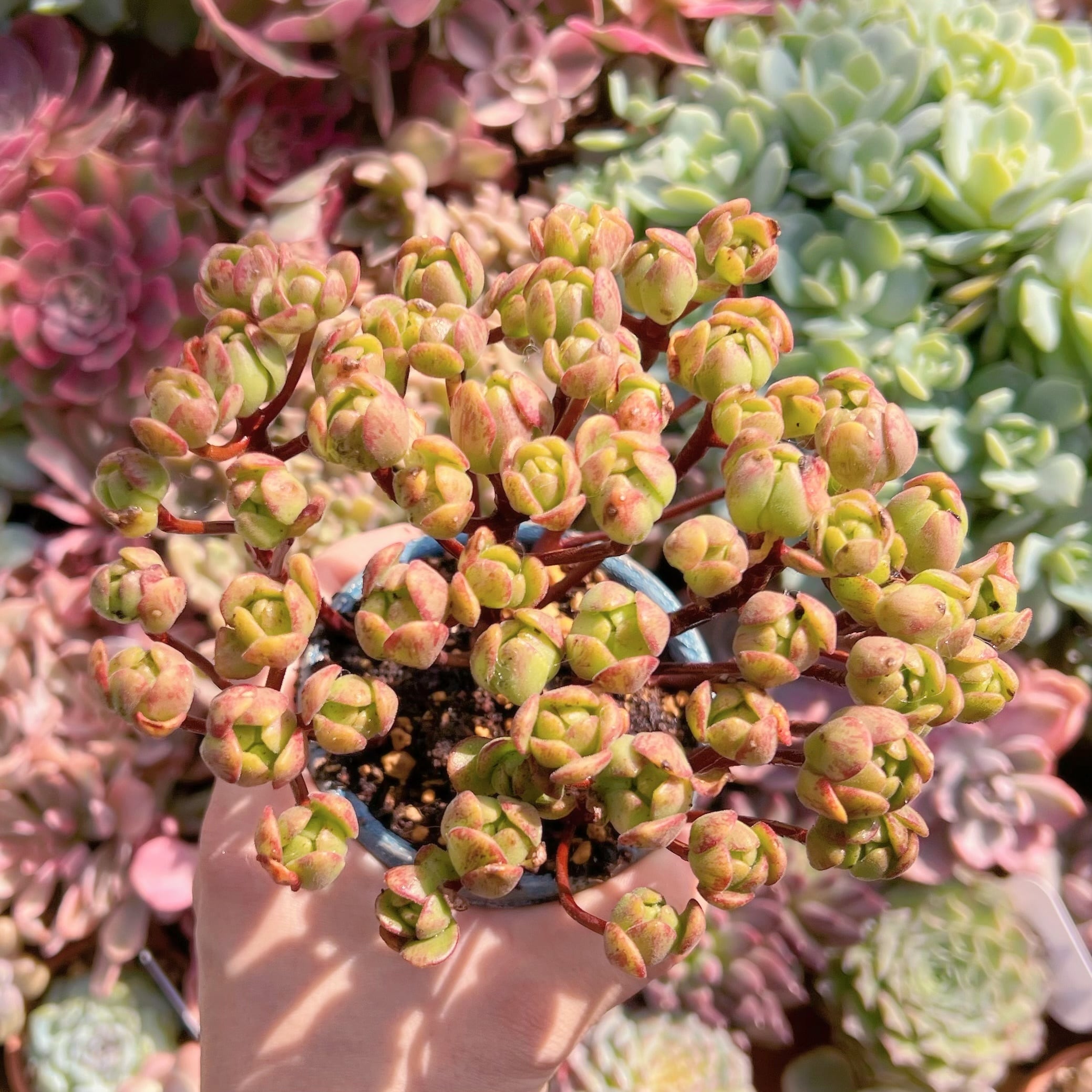 多肉植物 little fox群生 新入荷 | るる農園~多肉植物専門