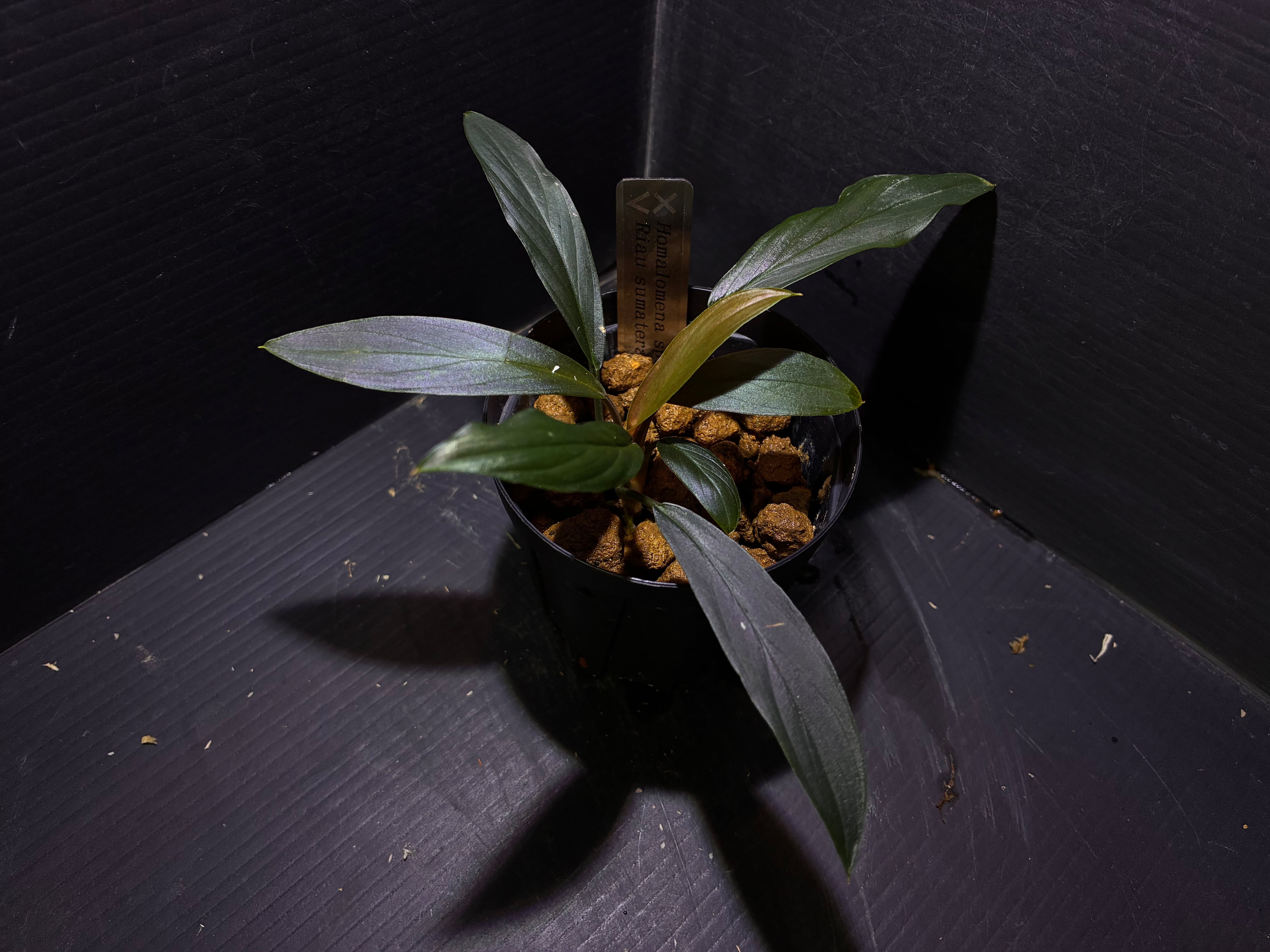 Bucephalandra sp.Kedagang Pink Variegata（ブセファランドラsp.クダ