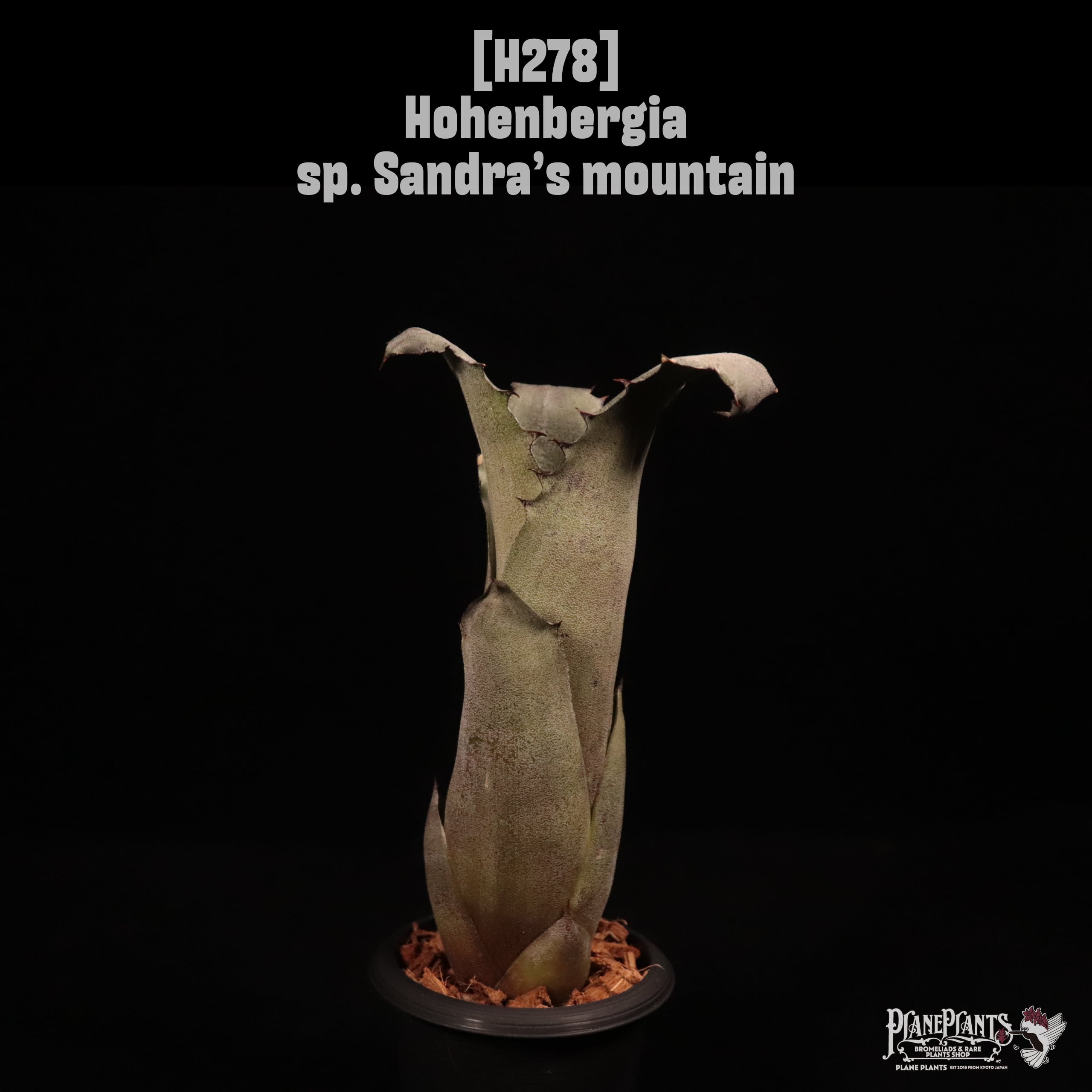 Hohenbergia sp. Sandra’s mountain〔ホヘンベルギア〕H278