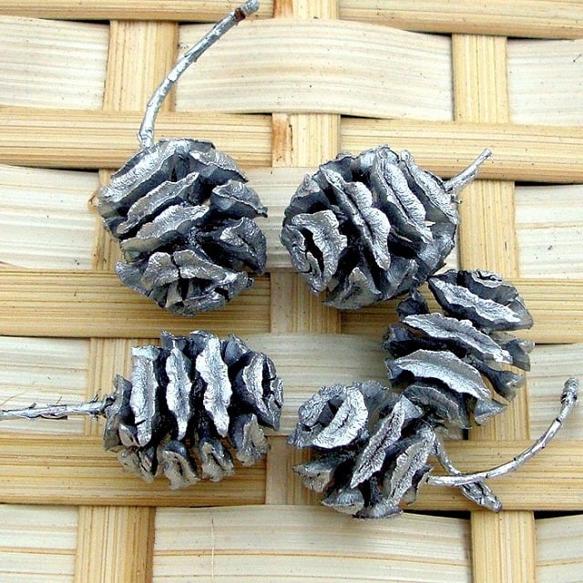 メタセコイア 大～特大 20g | 木の実通販の shop.木の実