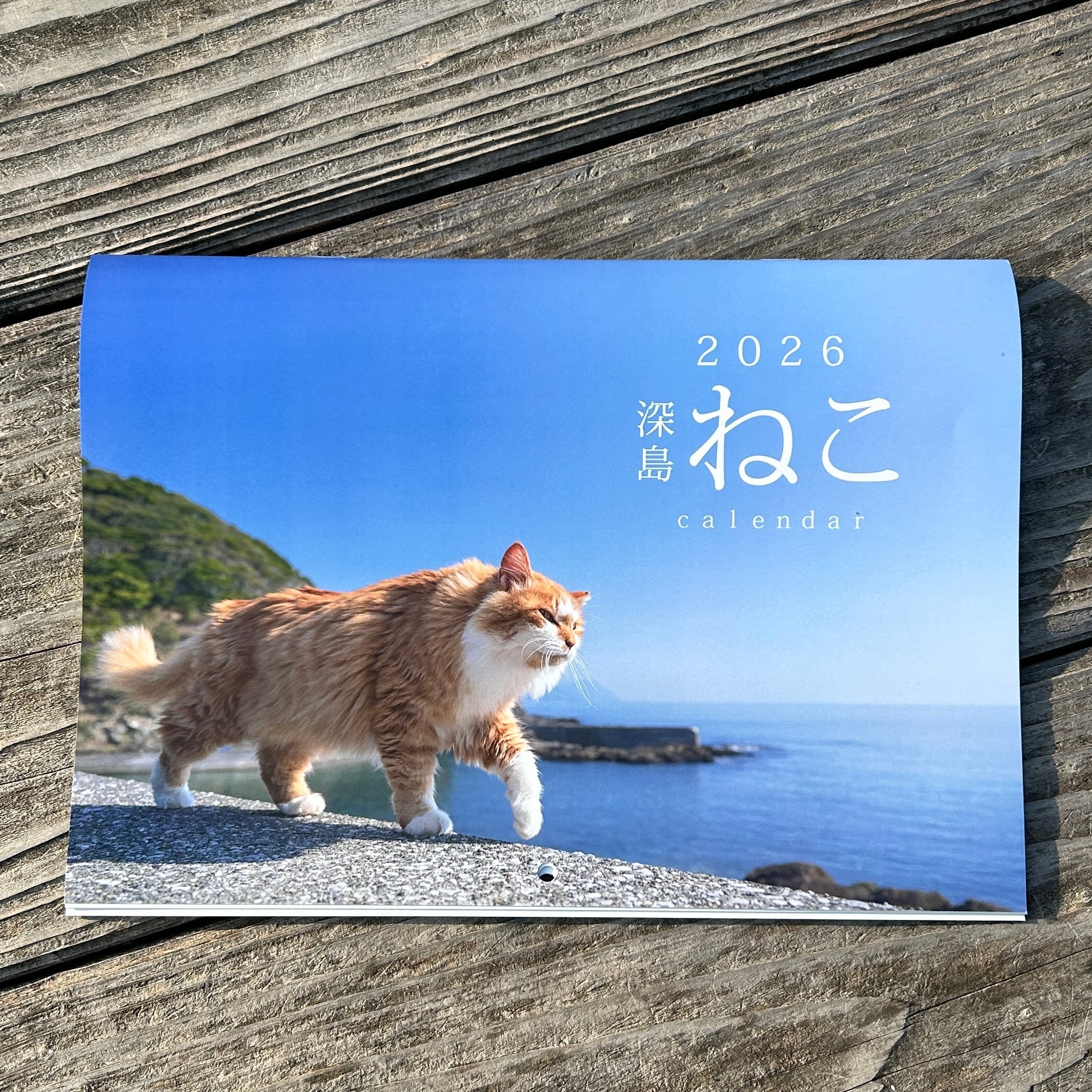 ねこページ 2559319_n.jpg