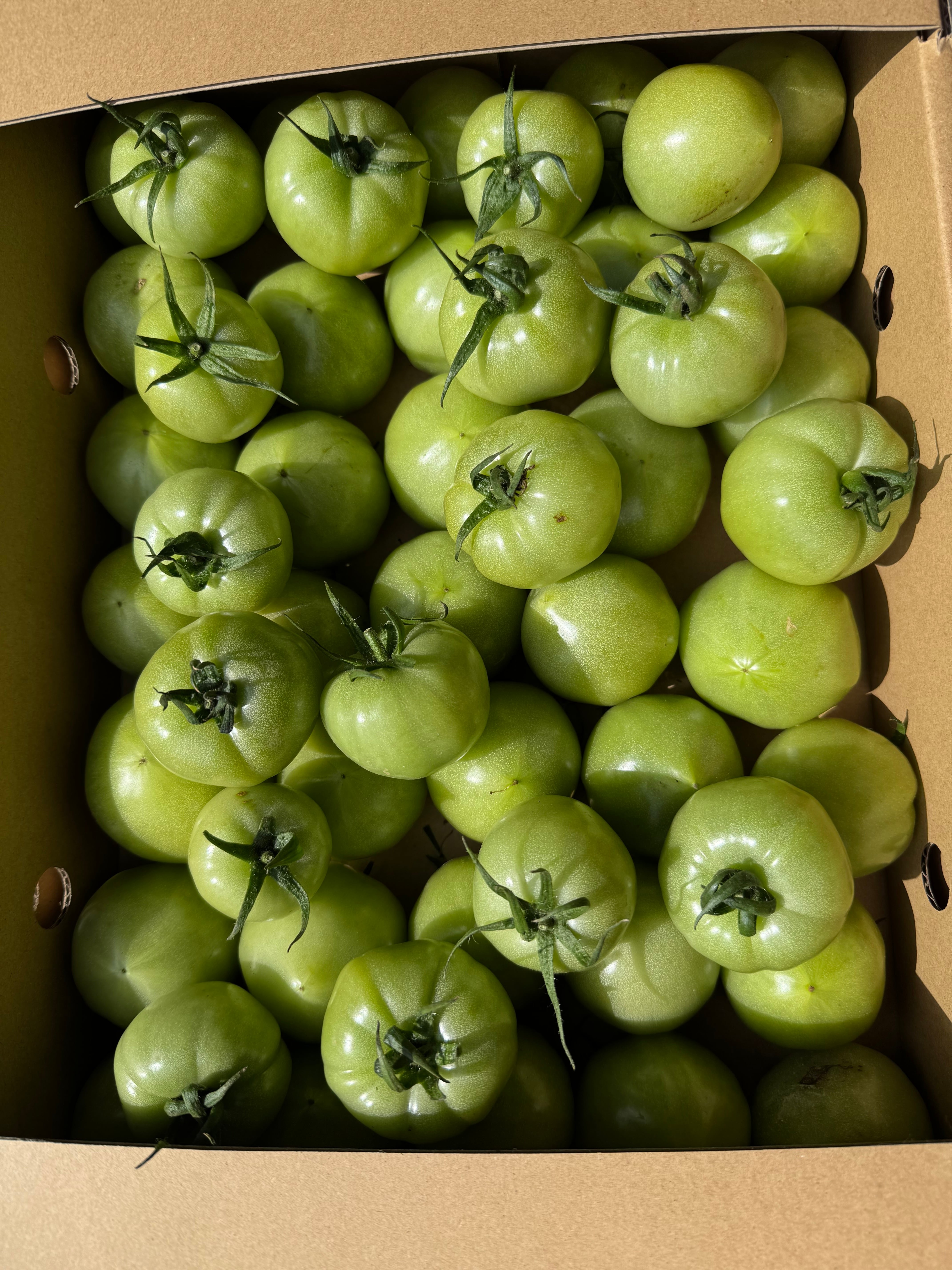 真っ青な少し訳ありトマト4Kg | 西村農園