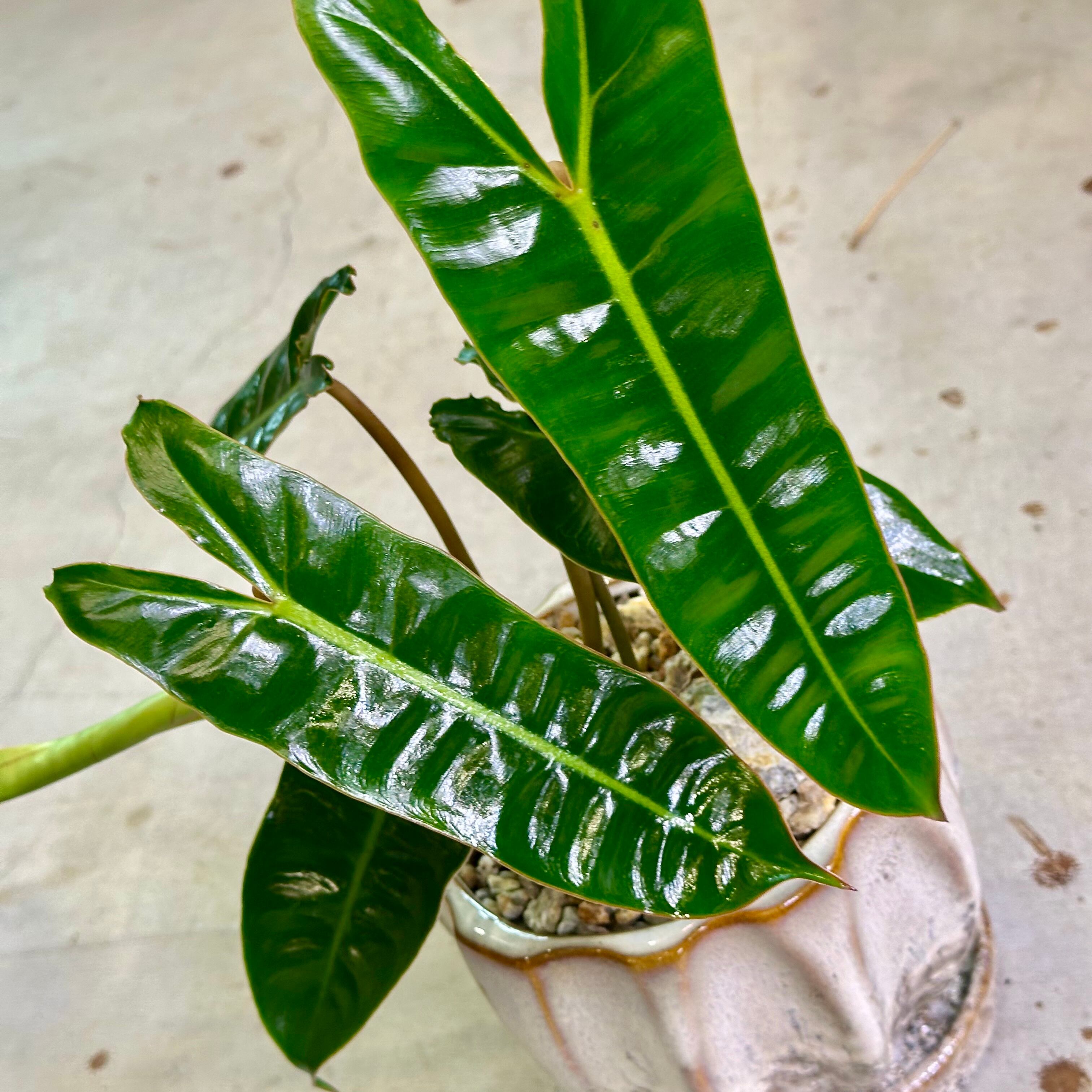 フィロデンドロン・ビレッティア | barrelplants_BONSAI