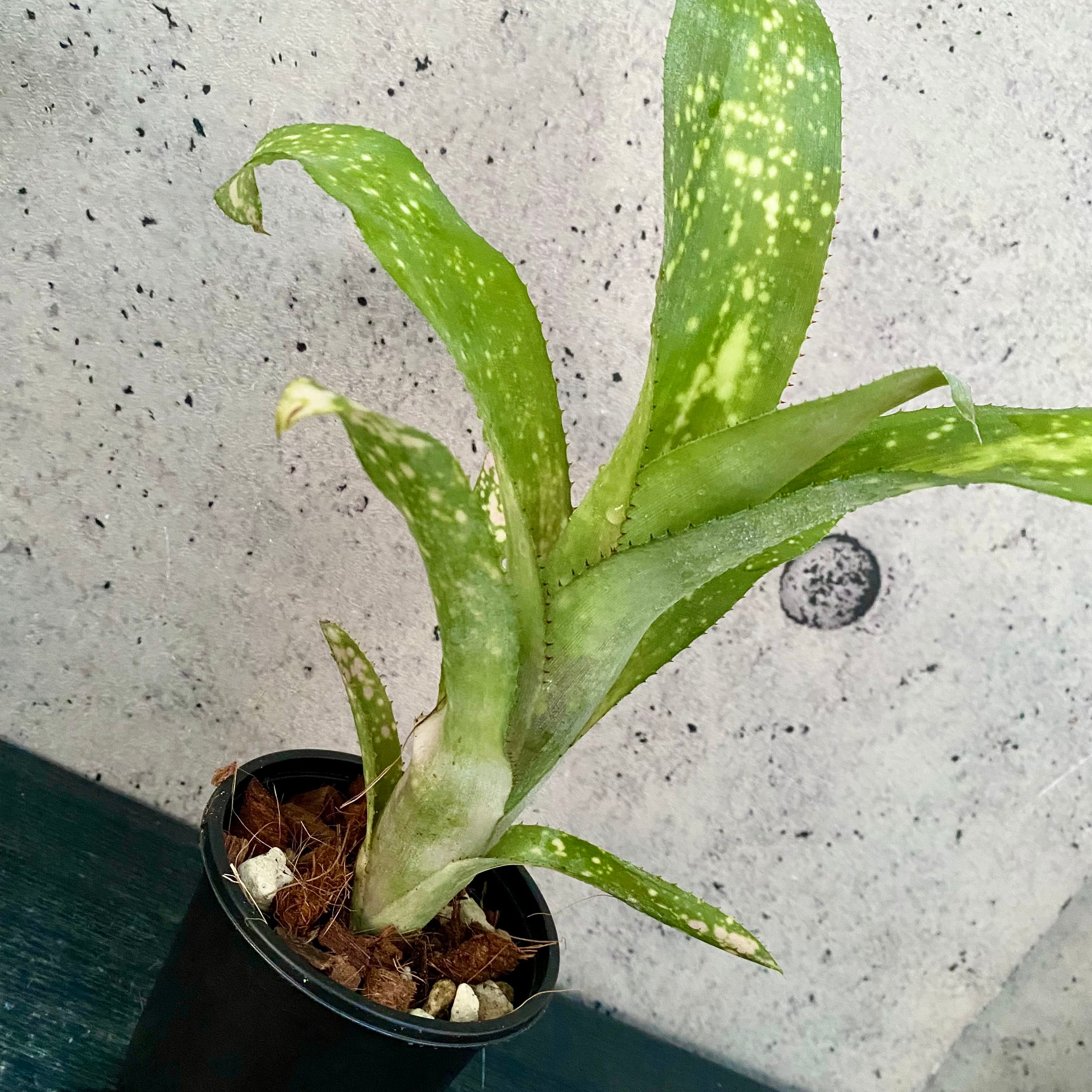 タンクブロメリア | Planet Plants プラネットプランツ