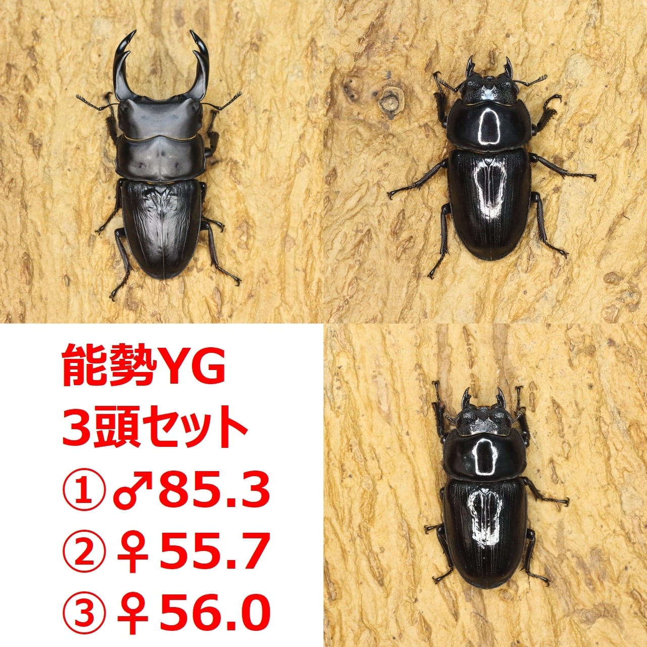 能勢YG オオクワガタ　81.1×48.9 能勢YG血統オオクワガタ♂86.0mm(21年5番)、♀54.0mm(21年1番) 【公式