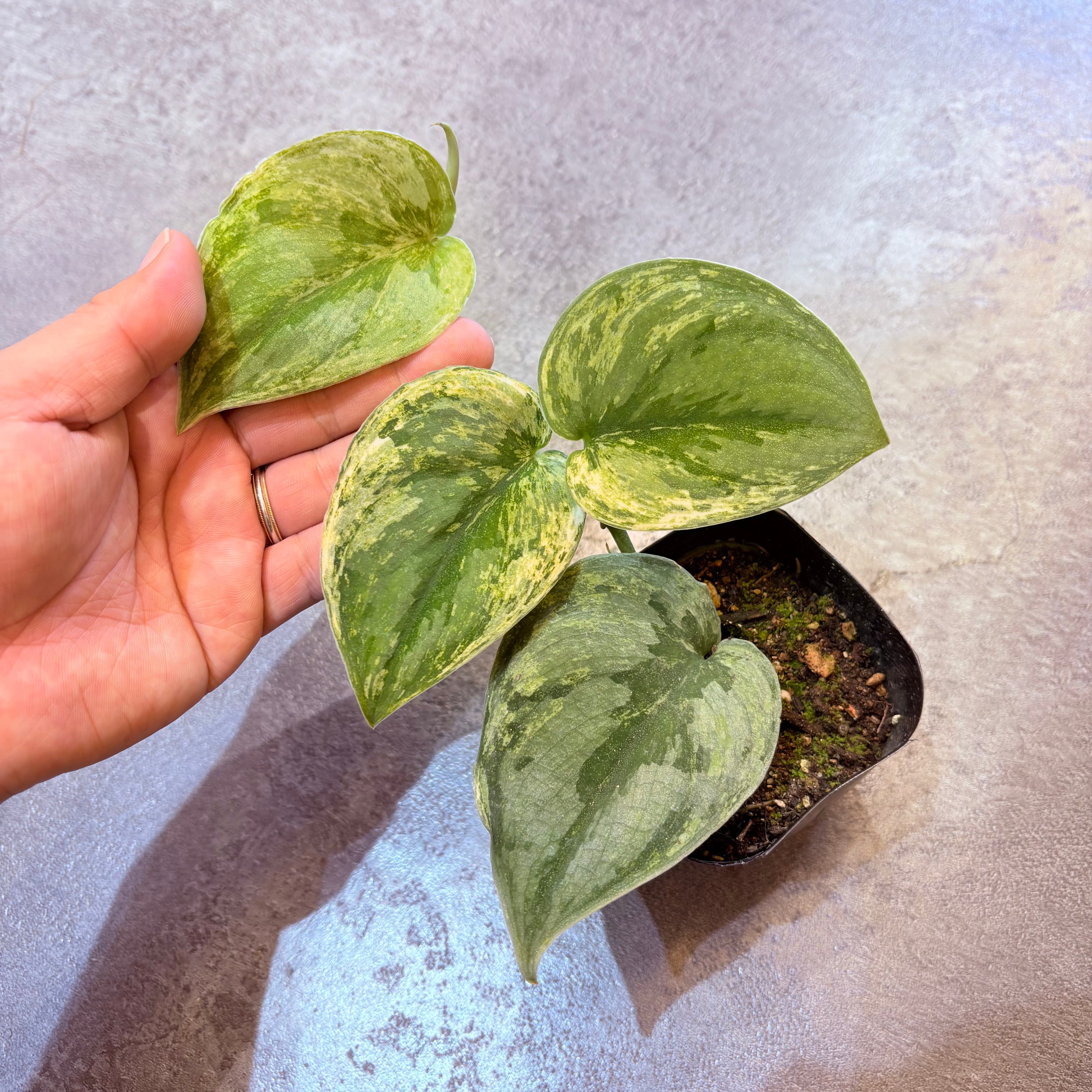 スキンダプサス エキゾチカホログラム 3号 B | Green Vibes 宇都宮市の