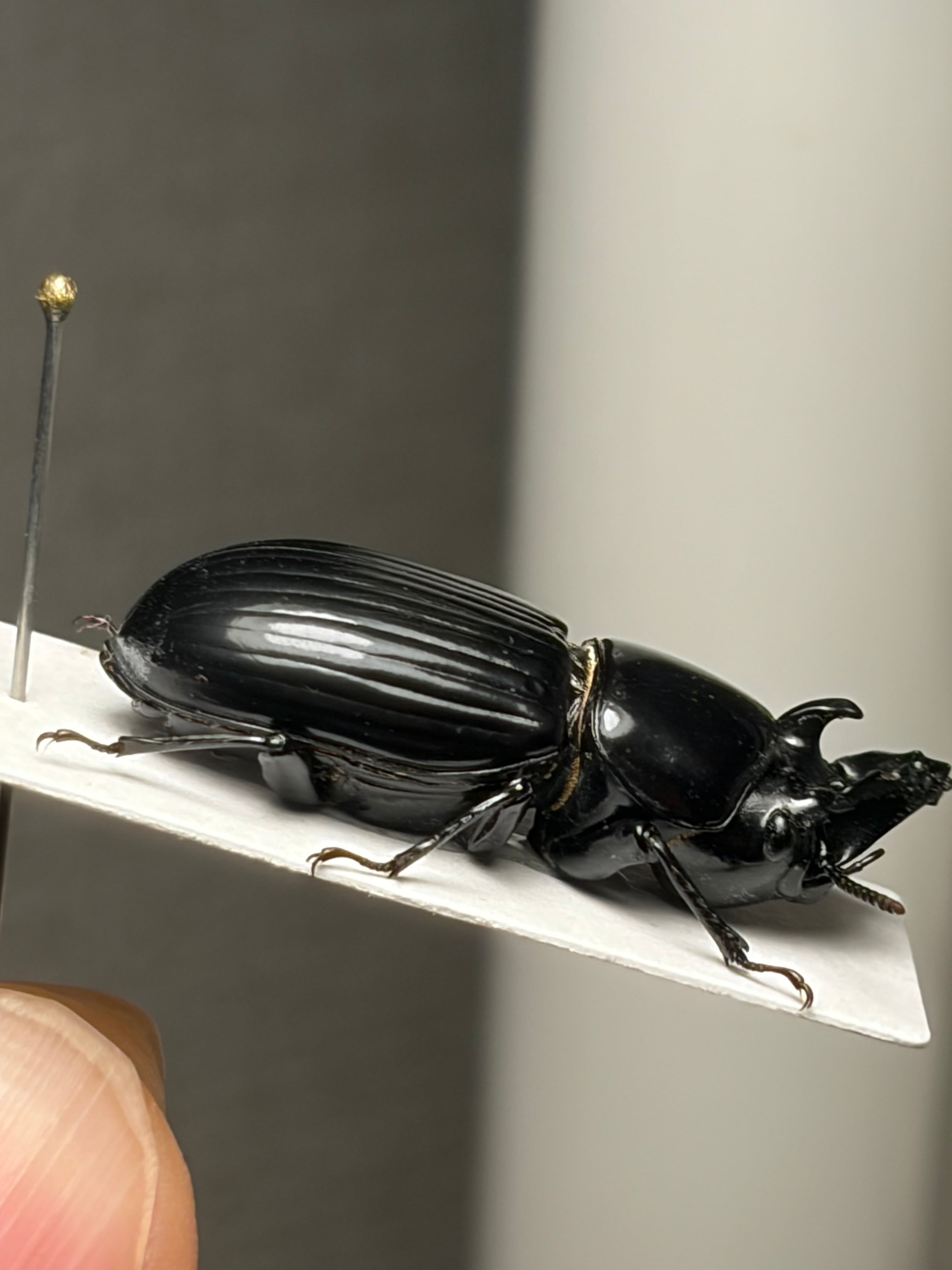 30mm】カラステングゴミムシダマシ 標本 Phrenapates | オモニキチュウ