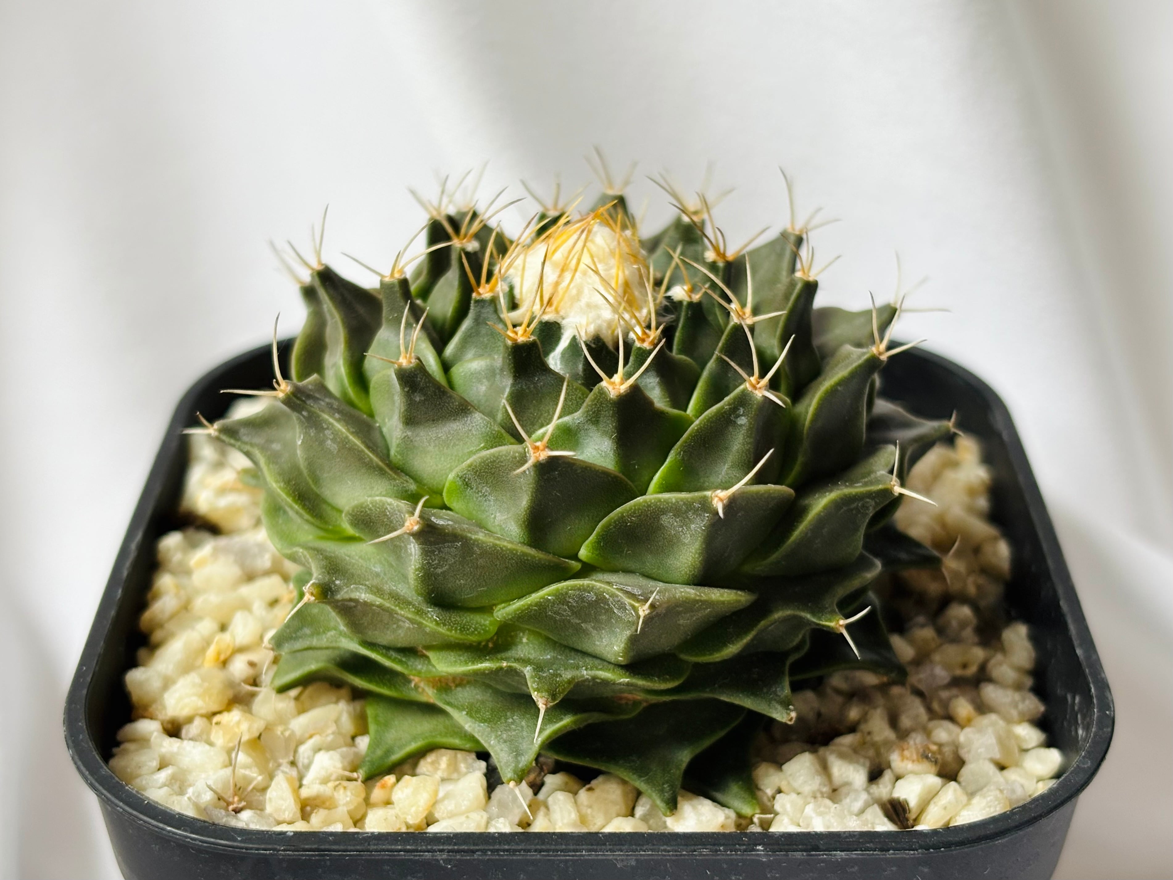 Obregonia denegrii オブレゴニア 小疣帝冠 サボテン