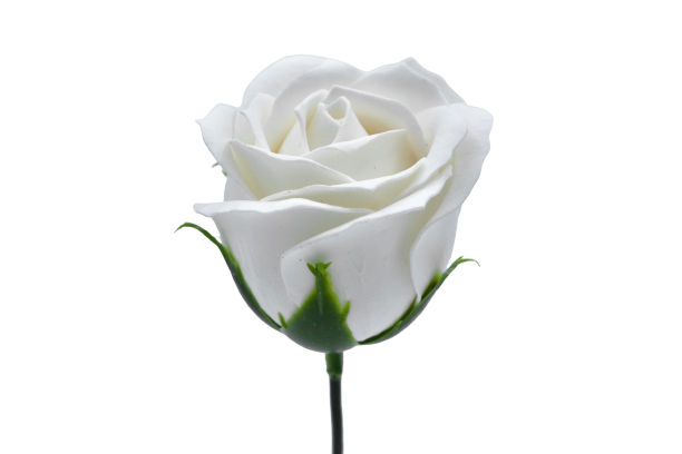 プリンセスバラS-W1 ホワイト (15輪入りor25輪入り)