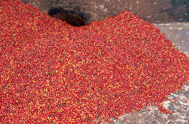 Kenya Kianjogu Nyeri 100g