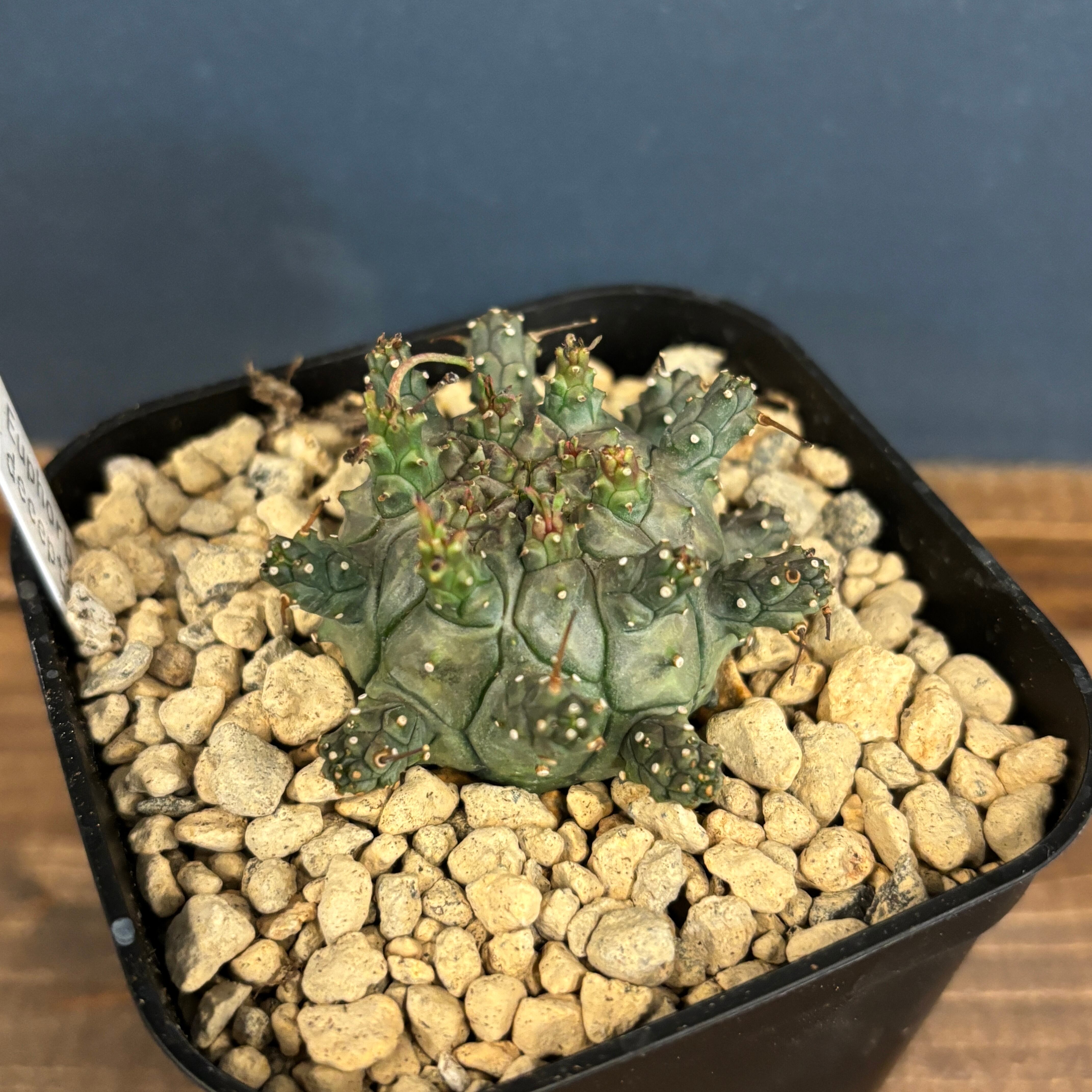 特大 発根済み ユーフォルビア デセプタ 特大 発根済み ユーフォルビア