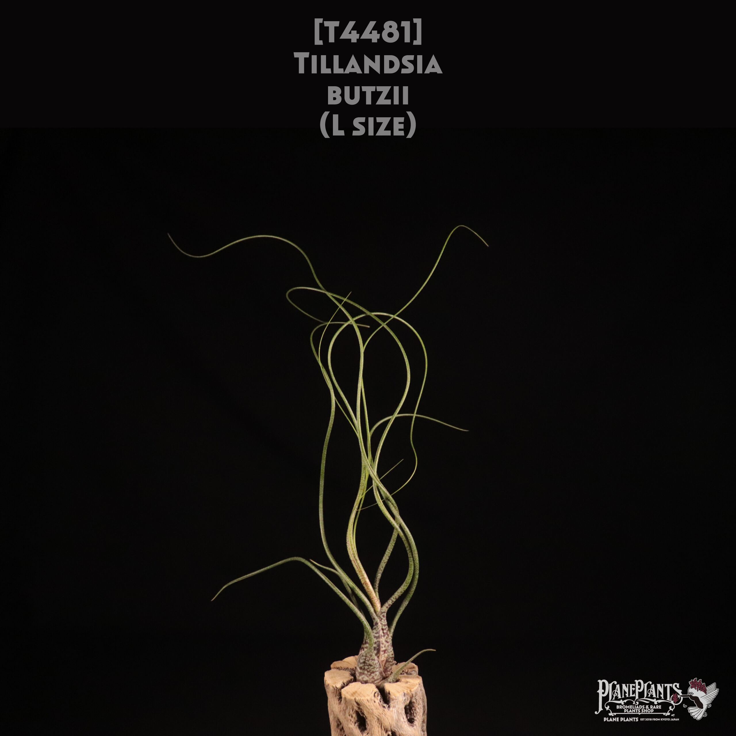 【送料無料】butzii L〔エアプランツ〕現品発送T4481