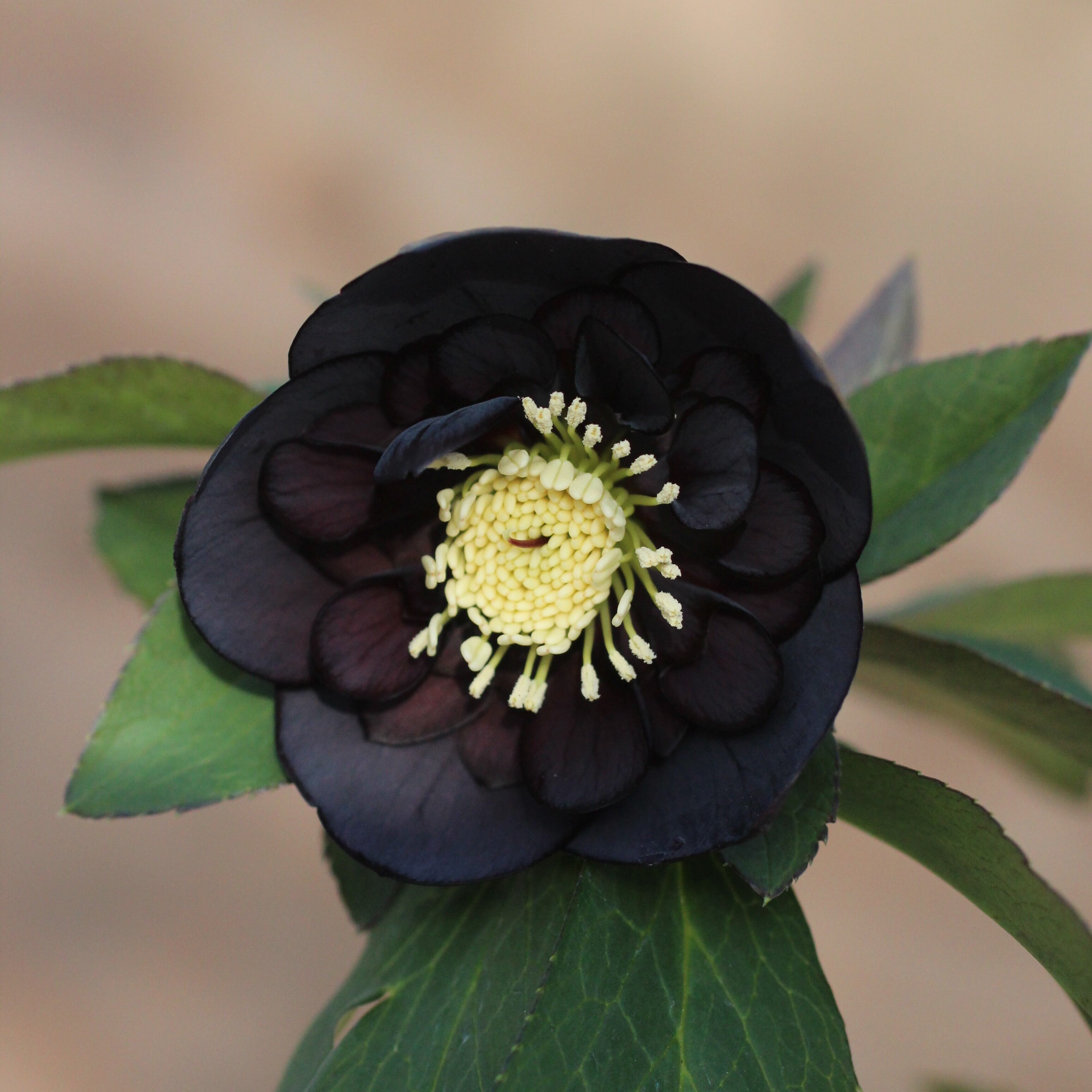 WS26-059 クリスマスローズ ウィンターシンフォニー ブラック