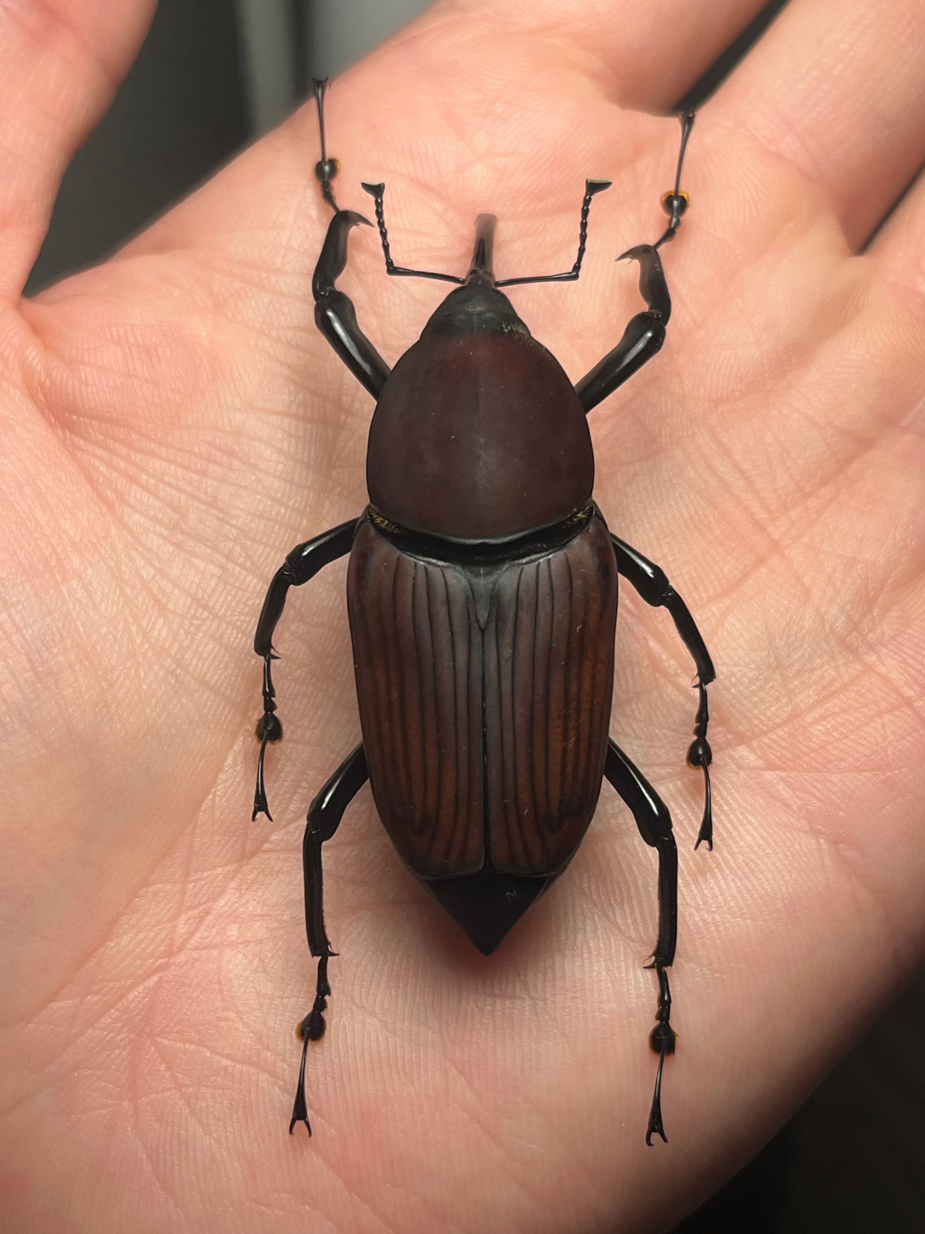 56mm】タイショウオサゾウムシ カミキリ昆虫ゼリー標本甲虫フンチュウ