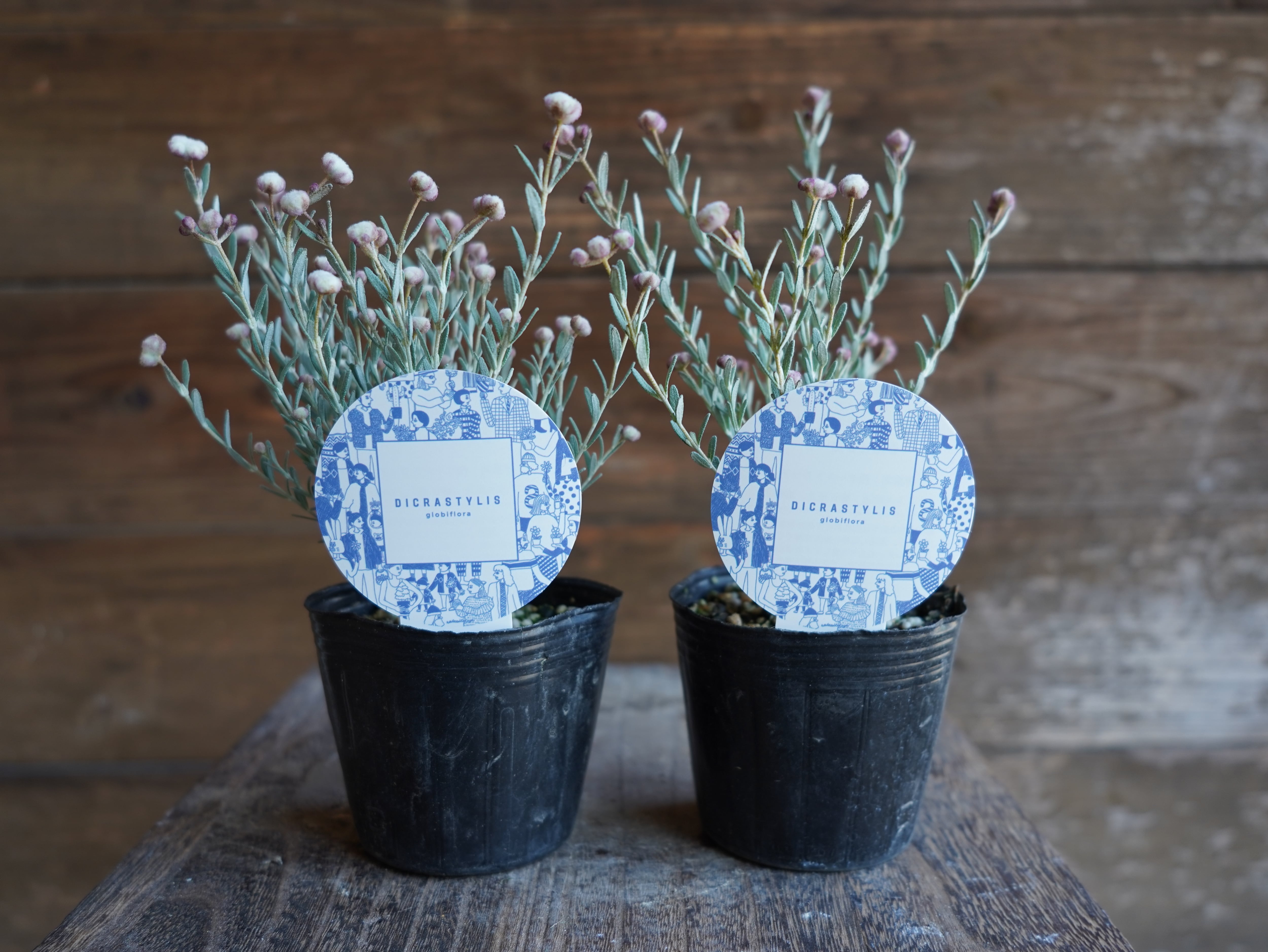 ディクラスティリス　２potセット
