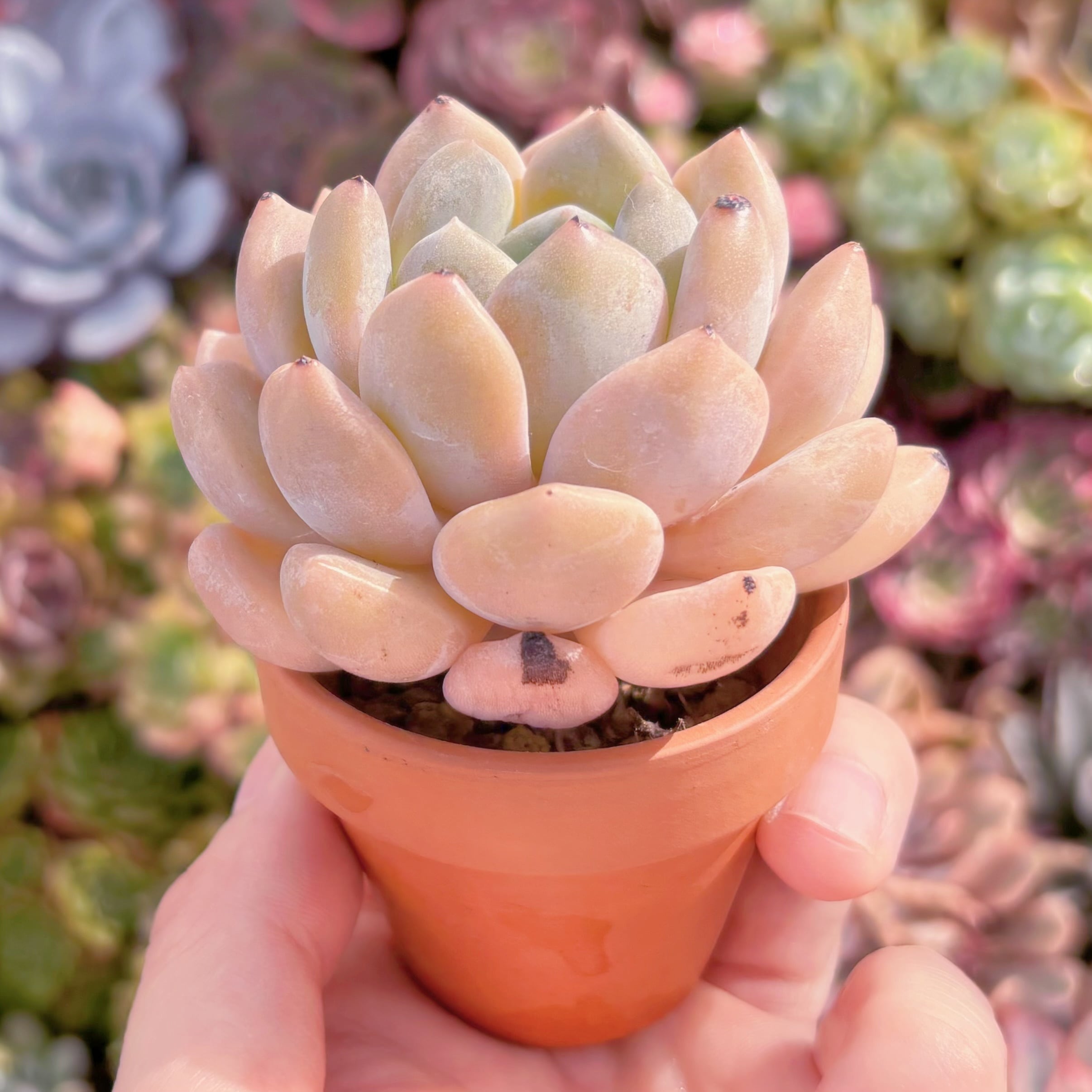 多肉植物 チュベローズ 新入荷 るる農園 | るる農園~多肉植物専門