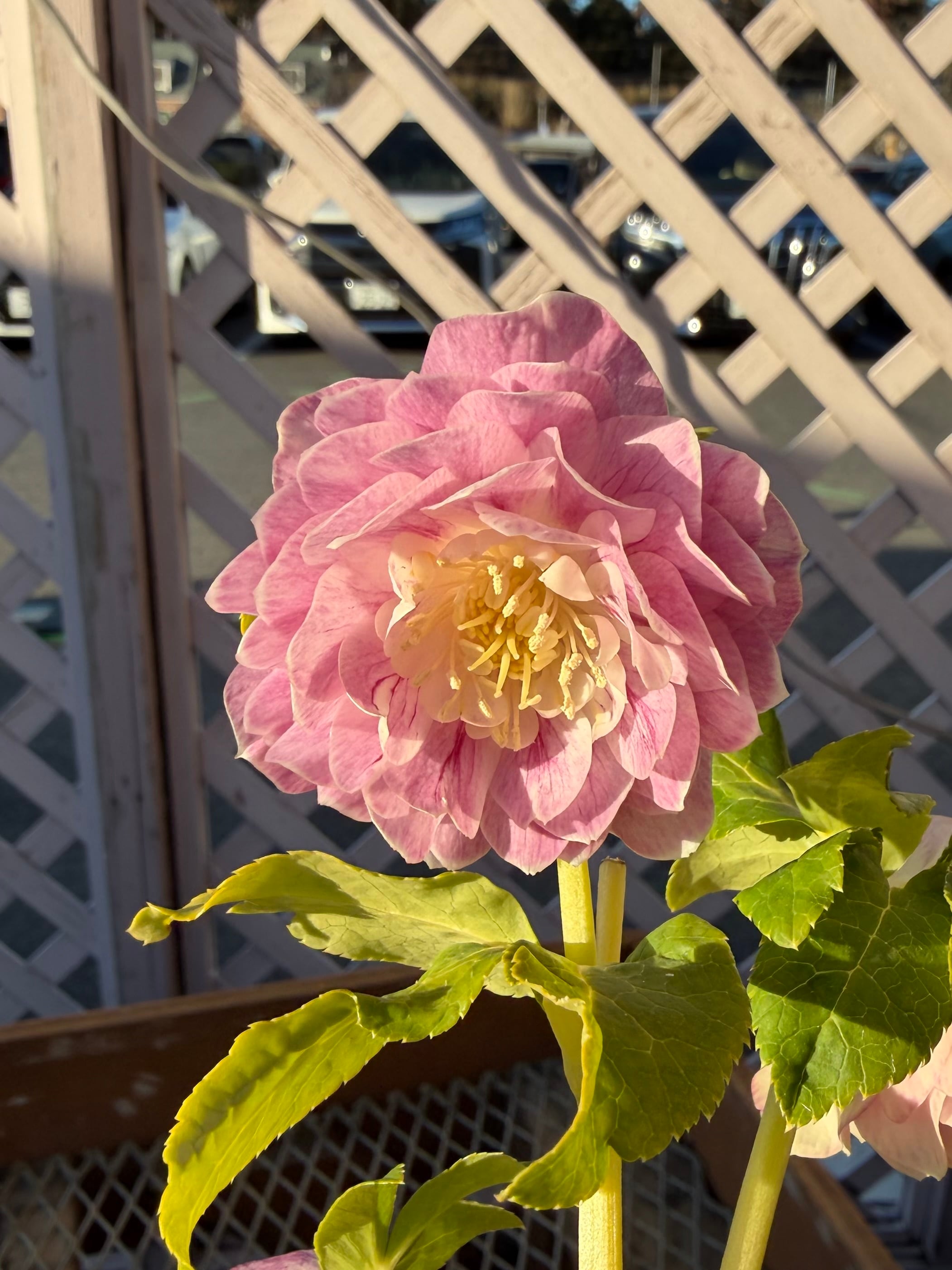 ピンクプリマゴールド系 加藤農園 クリスマスローズ【Ka94】送料無料