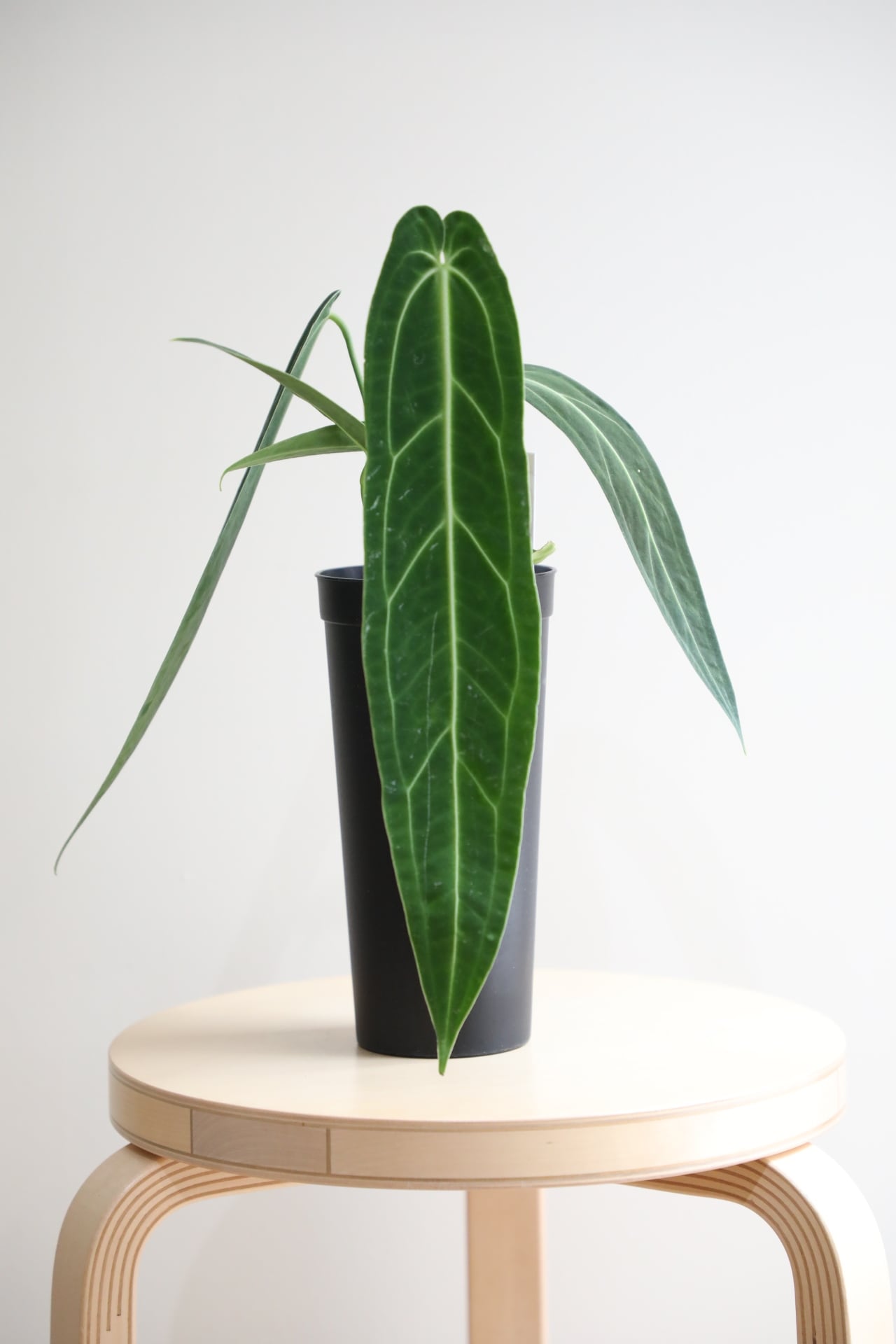 ひ*き様 YM900 052 アンスリウム・ワロクアナム M】アンスリウム ワロクアナム/Anthurium | 【厳選植物・器】MIDORI
