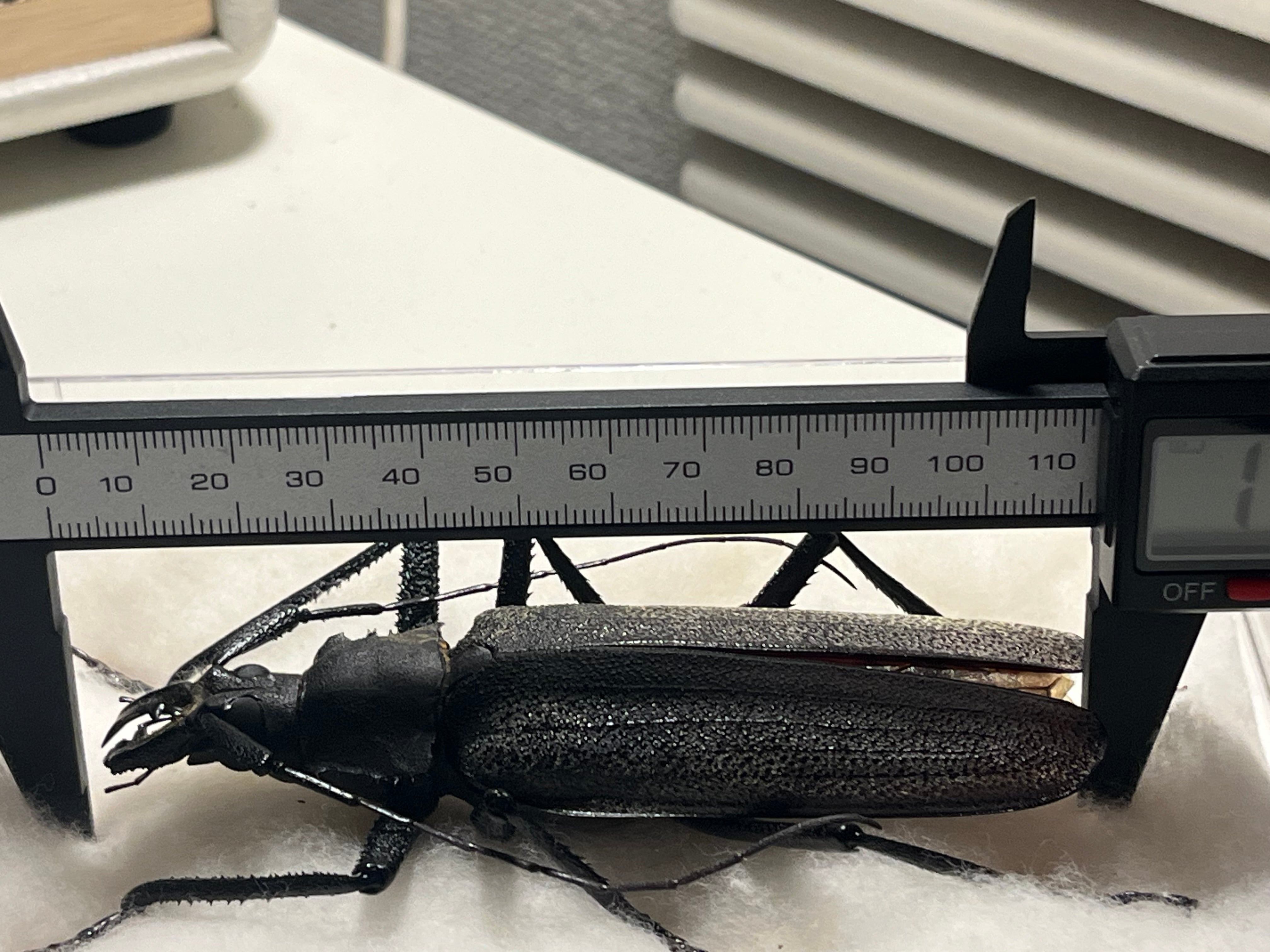 111mm】Xixuthrus isyuniarkoi スジバネトゲフチオオウスバカミキリ