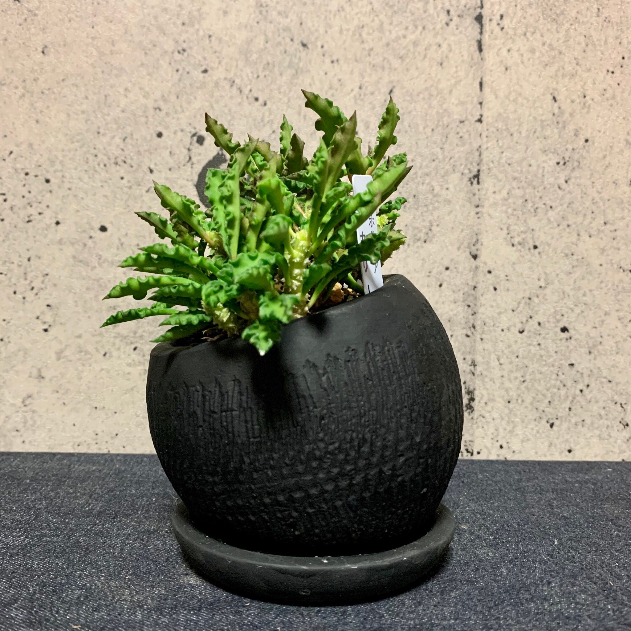 ユーフォルビア デカリー マットブラックポット Planet Plants プラネットプランツ