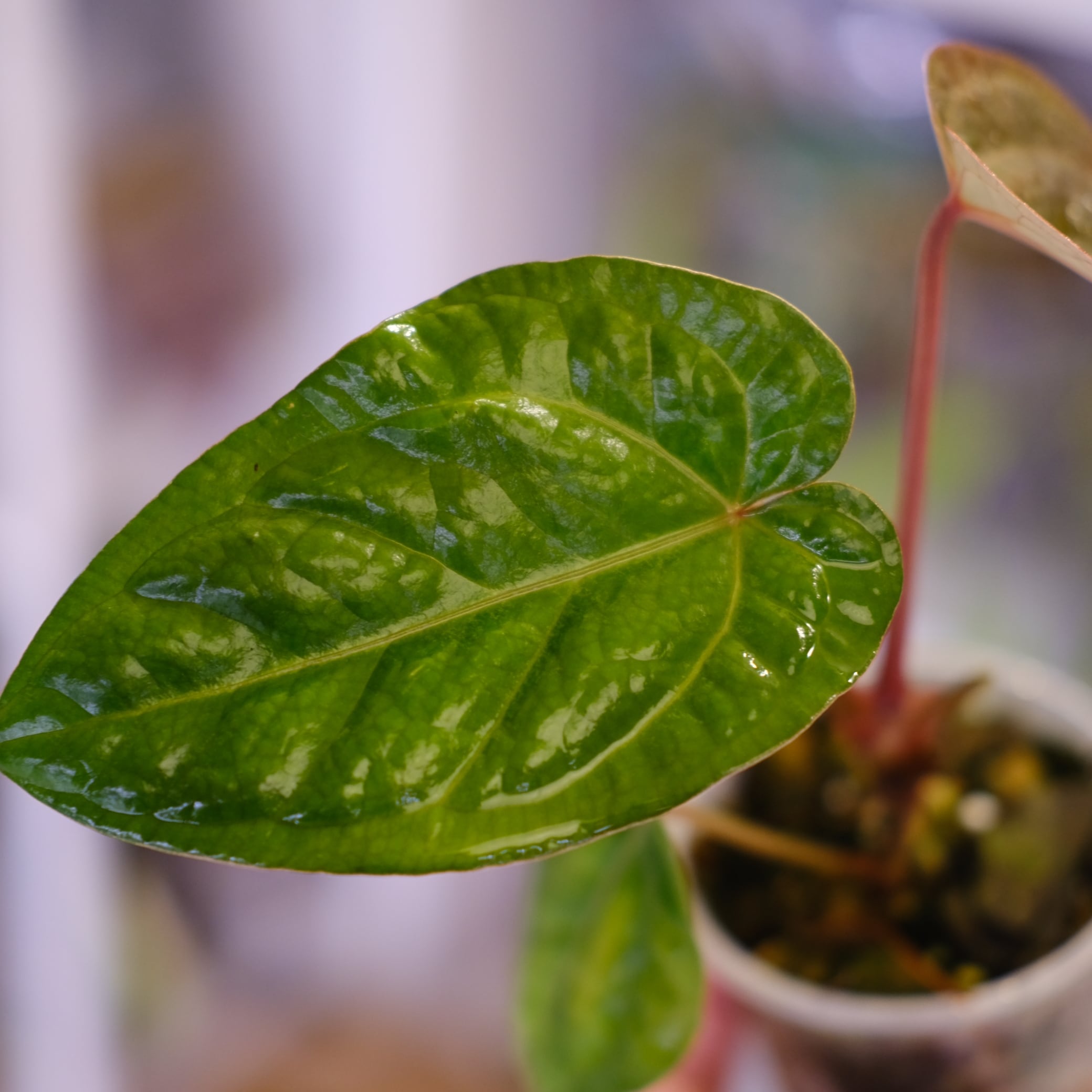 Anthurium kunayalensis × Anthurium Zara 'Michelle'｜アンスリウム