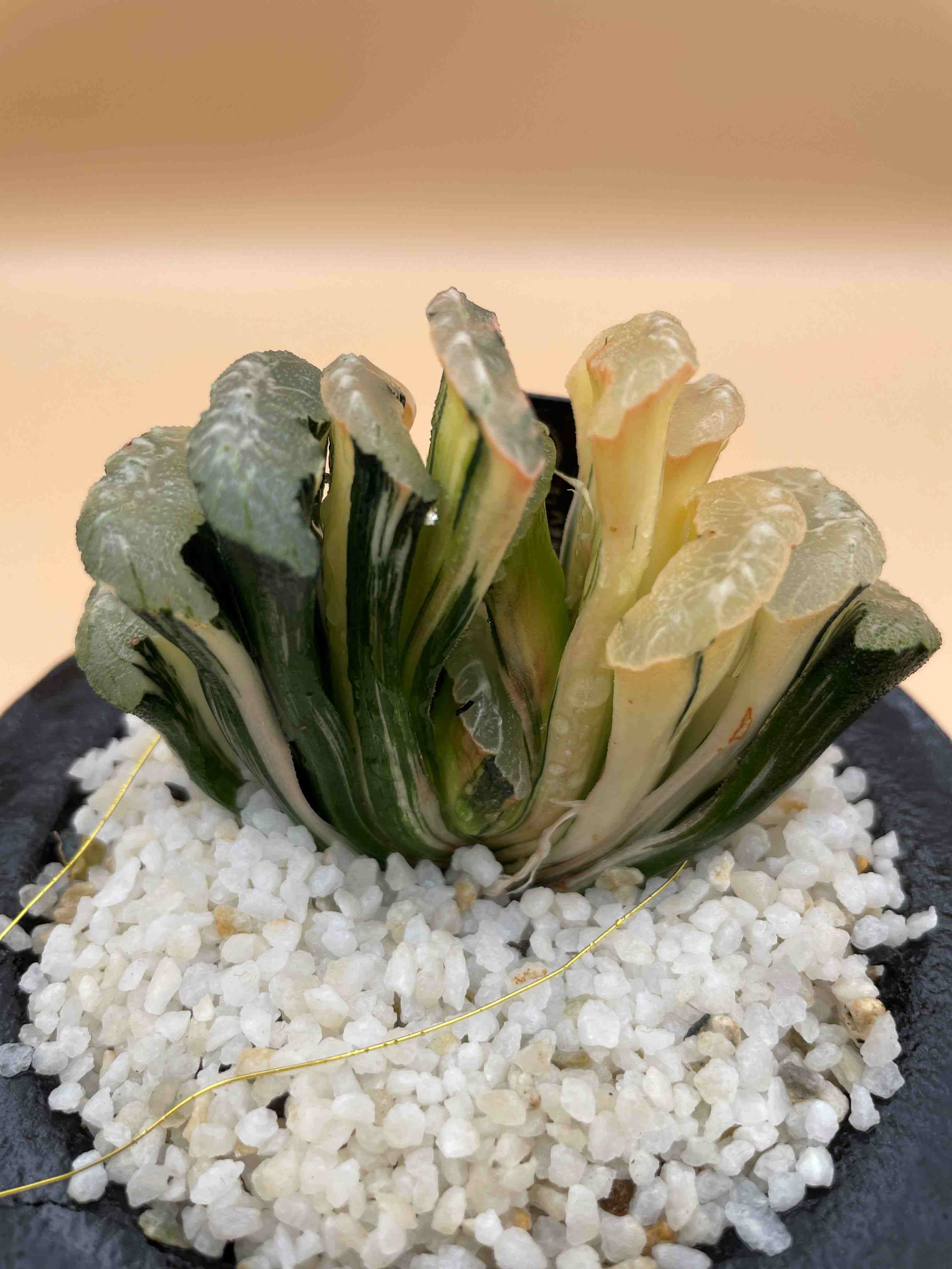 深紫の銘品・6kg超】アメジスト クラスター（重量：約6.37kg / 蛍光